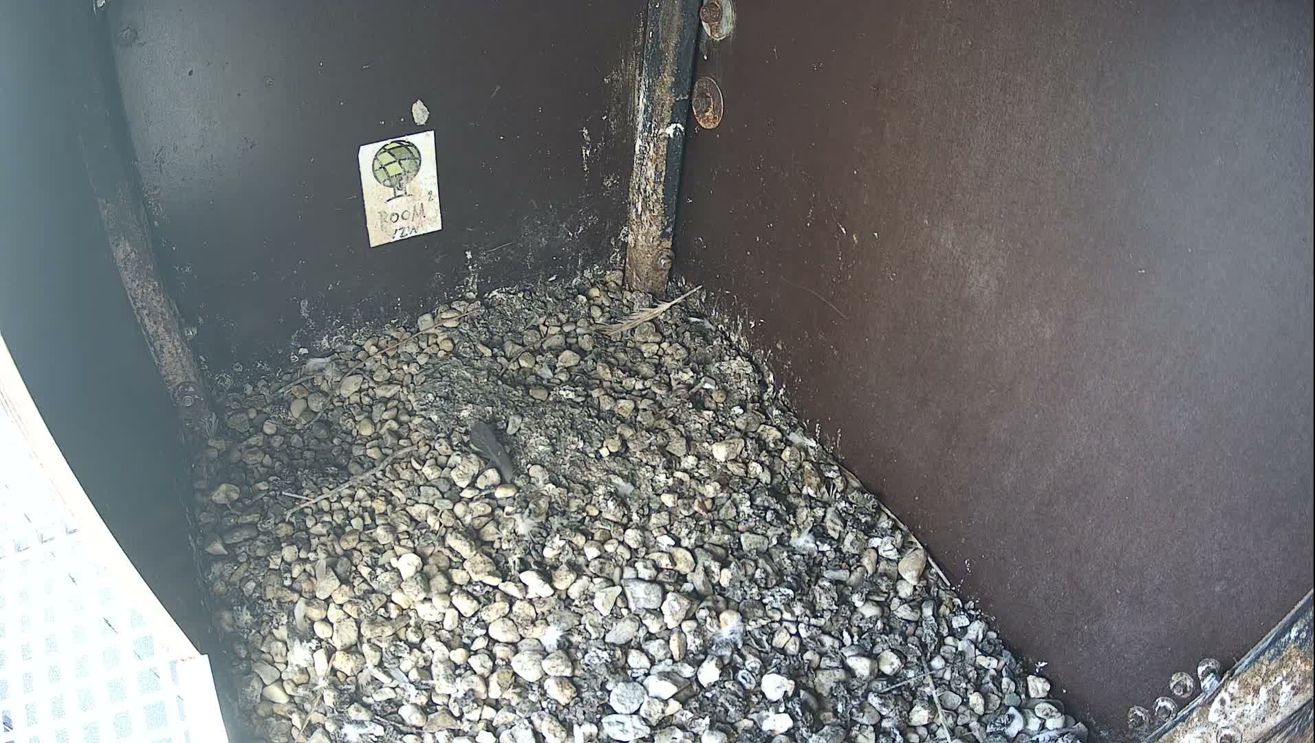 Virginie Lovelingge bouw (Virginie Loveling building) Inside Bird Nest Live Cam - Gent (Ghend-Gand), East Flanders (Flandre-Orientale), Flemish (Flamande), Belgium