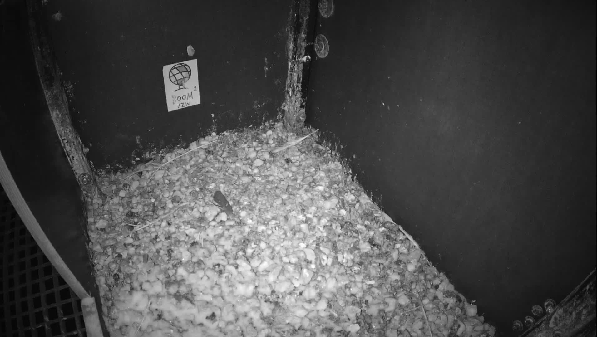 Virginie Lovelingge bouw (Virginie Loveling building) Inside Bird Nest Live Cam - Gent (Ghend-Gand), East Flanders (Flandre-Orientale), Flemish (Flamande), Belgium