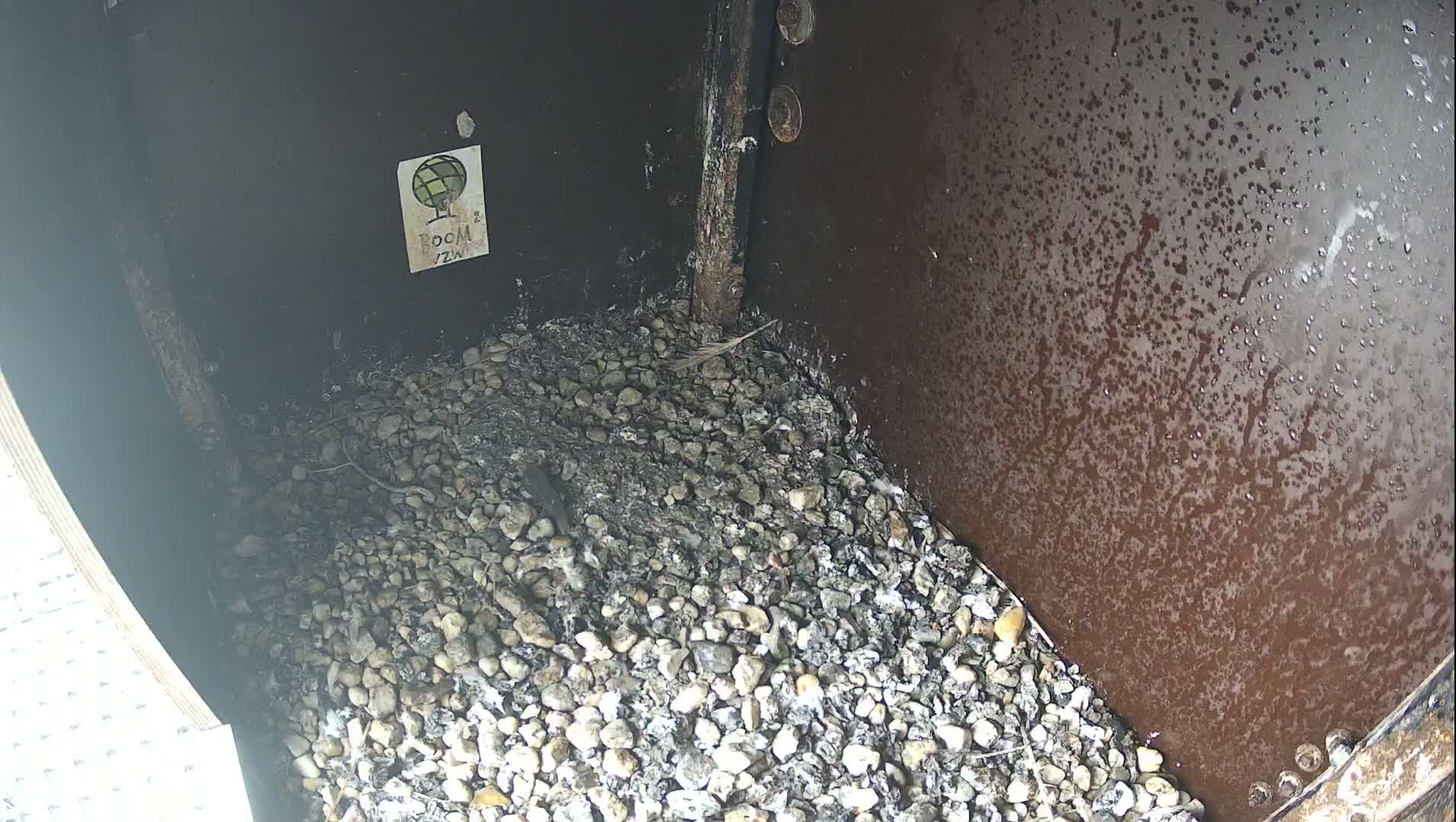 Virginie Lovelingge bouw (Virginie Loveling building) Inside Bird Nest Live Cam - Gent (Ghend-Gand), East Flanders (Flandre-Orientale), Flemish (Flamande), Belgium