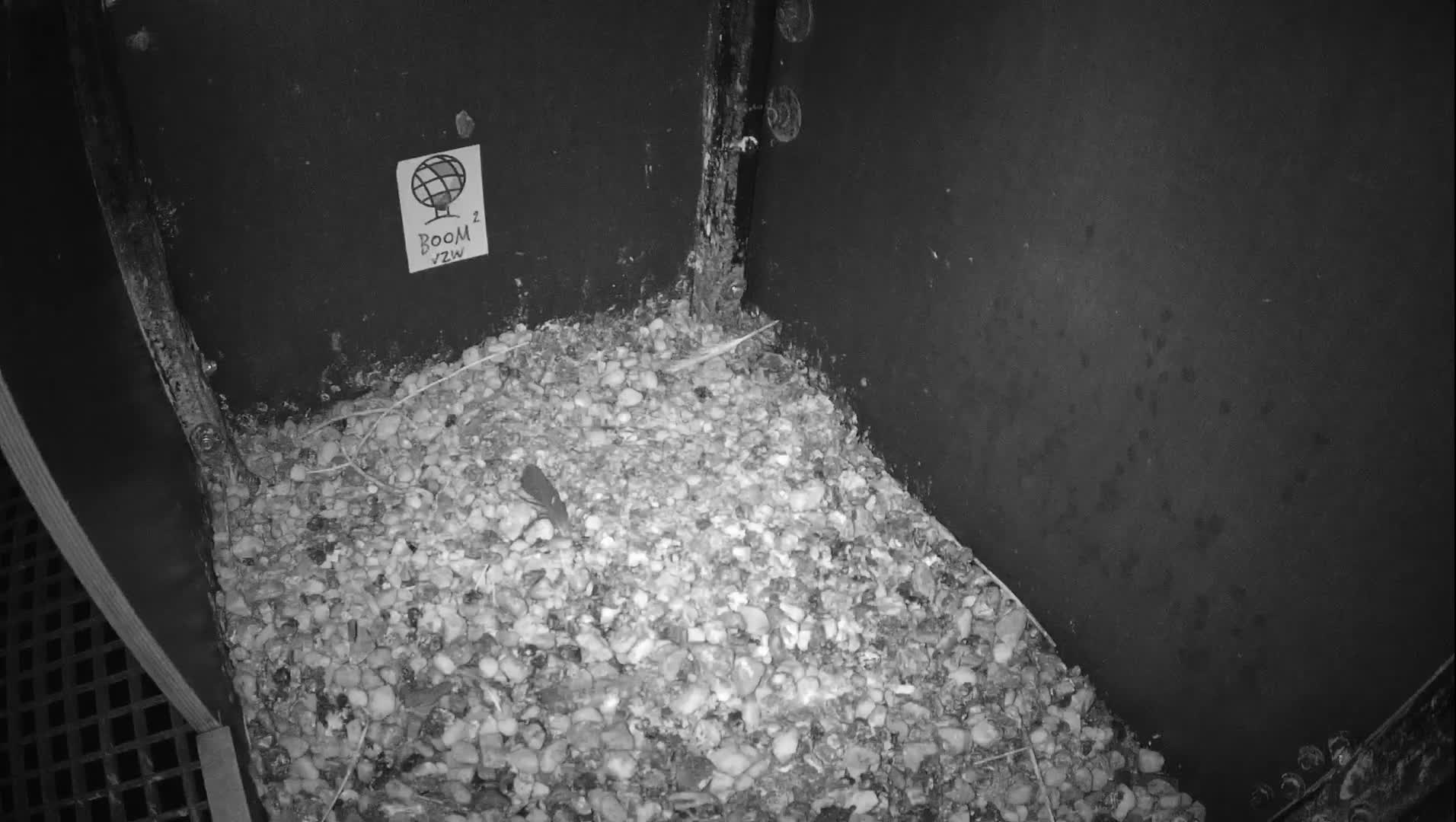 Virginie Lovelingge bouw (Virginie Loveling building) Inside Bird Nest Live Cam - Gent (Ghend-Gand), East Flanders (Flandre-Orientale), Flemish (Flamande), Belgium