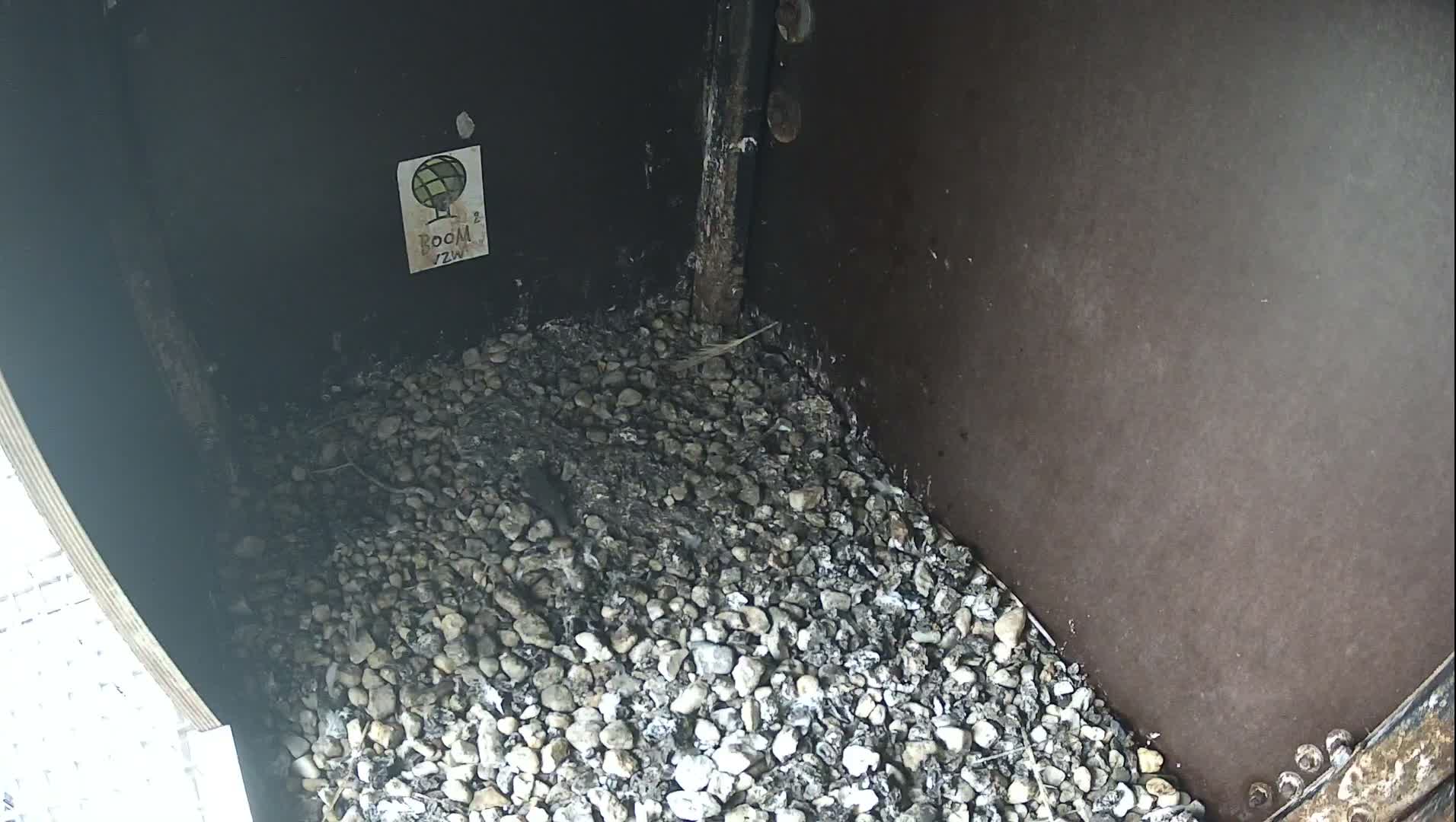 An enclosed area features a floor covered in light-colored gravel and dark debris, with dark walls, a vertical wooden beam, and some metallic structural components visible.