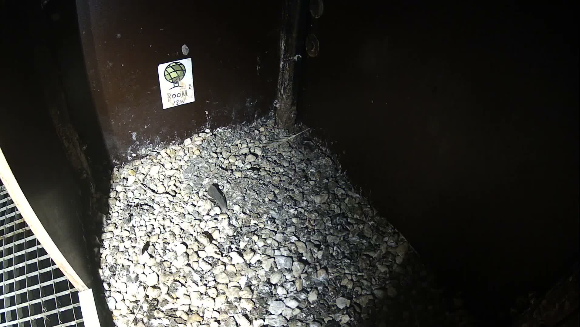 Virginie Lovelingge bouw (Virginie Loveling building) Inside Bird Nest Live Cam - Gent (Ghend-Gand), East Flanders (Flandre-Orientale), Flemish (Flamande), Belgium