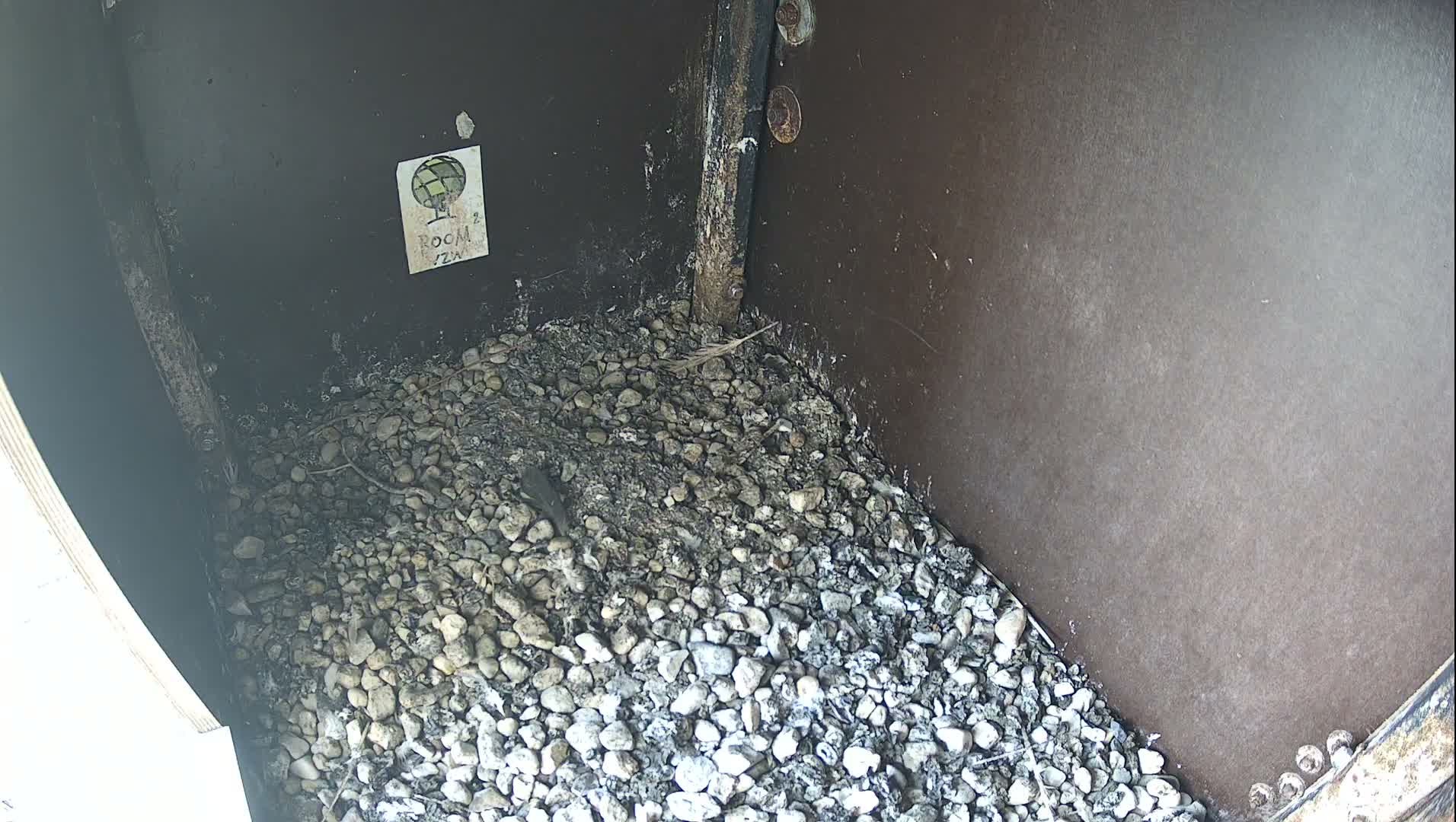 Virginie Lovelingge bouw (Virginie Loveling building) Inside Bird Nest Live Cam - Gent (Ghend-Gand), East Flanders (Flandre-Orientale), Flemish (Flamande), Belgium