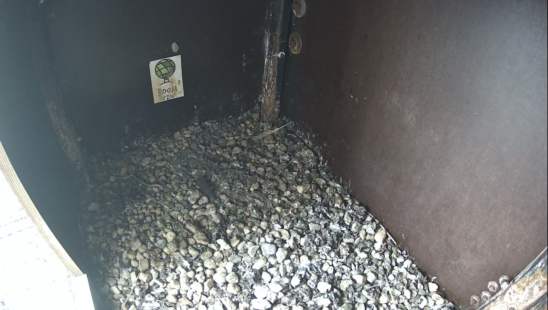 Virginie Lovelingge bouw (Virginie Loveling building) Inside Bird Nest Live Cam - Gent (Ghend-Gand), East Flanders (Flandre-Orientale), Flemish (Flamande), Belgium