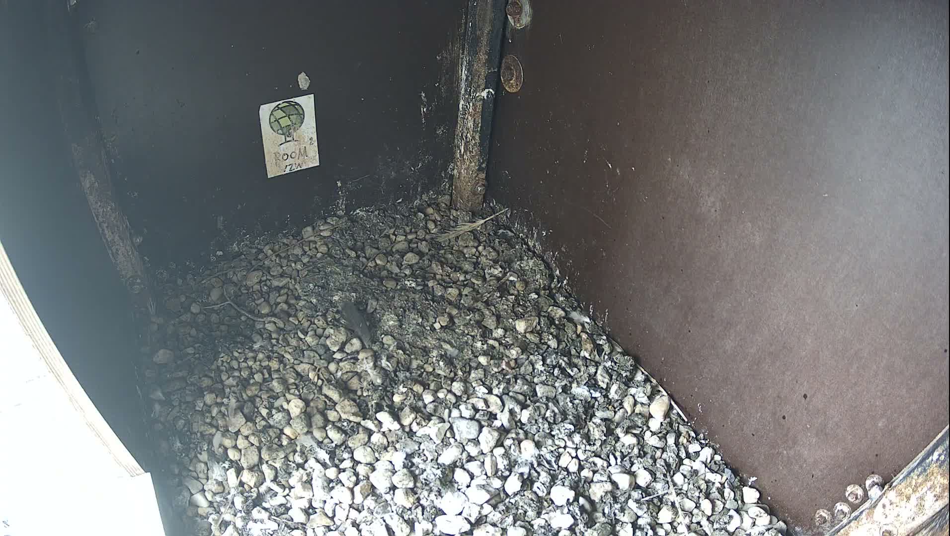 Virginie Lovelingge bouw (Virginie Loveling building) Inside Bird Nest Live Cam - Gent (Ghend-Gand), East Flanders (Flandre-Orientale), Flemish (Flamande), Belgium