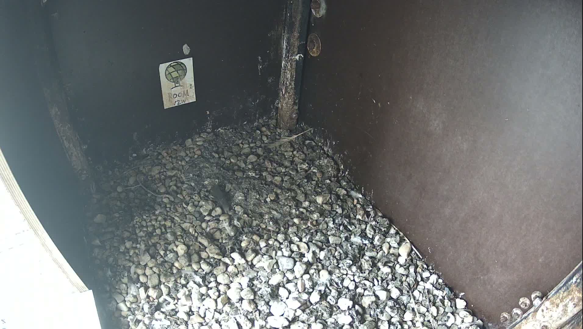 Virginie Lovelingge bouw (Virginie Loveling building) Inside Bird Nest Live Cam - Gent (Ghend-Gand), East Flanders (Flandre-Orientale), Flemish (Flamande), Belgium