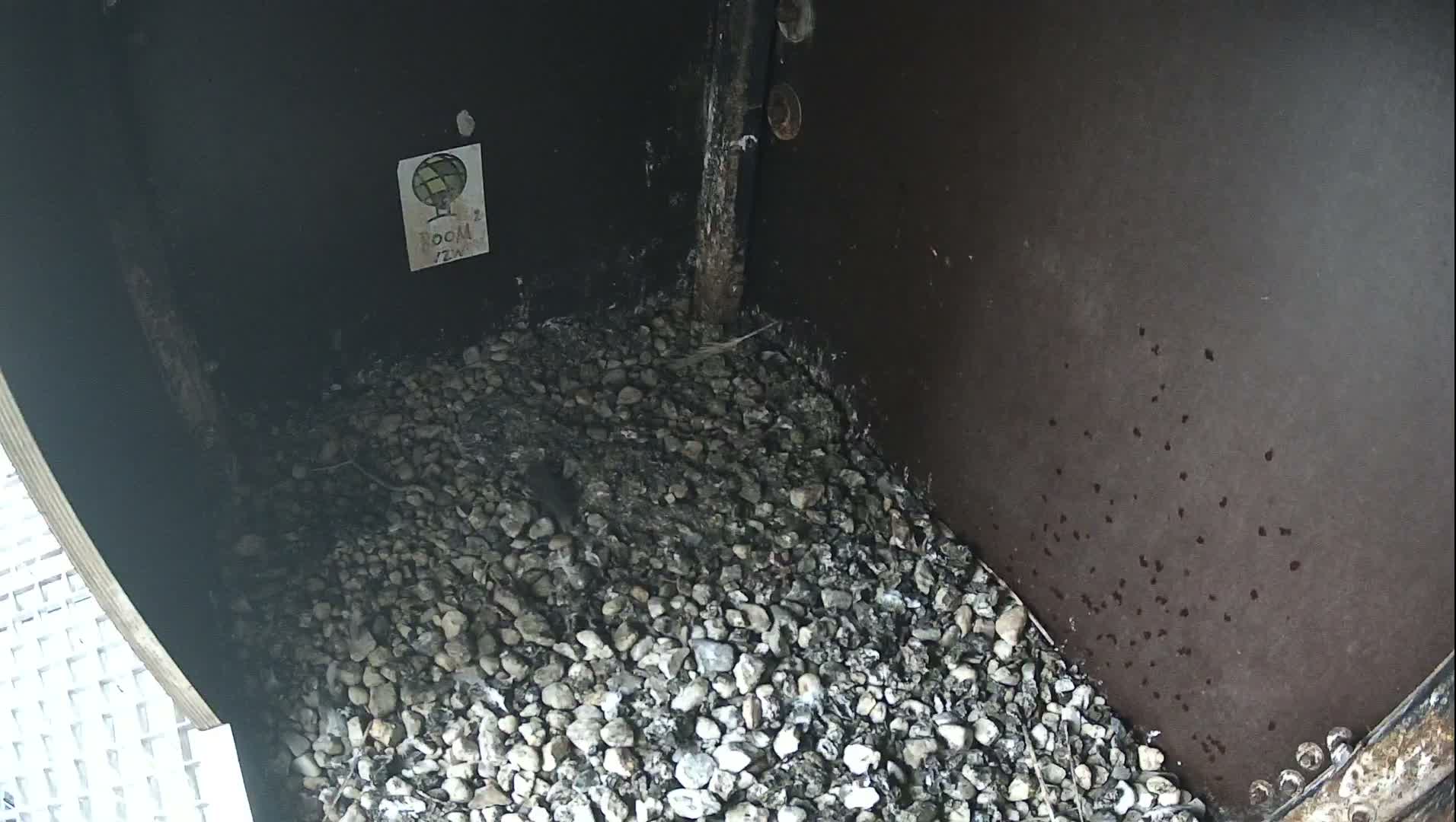 Virginie Lovelingge bouw (Virginie Loveling building) Inside Bird Nest Live Cam - Gent (Ghend-Gand), East Flanders (Flandre-Orientale), Flemish (Flamande), Belgium