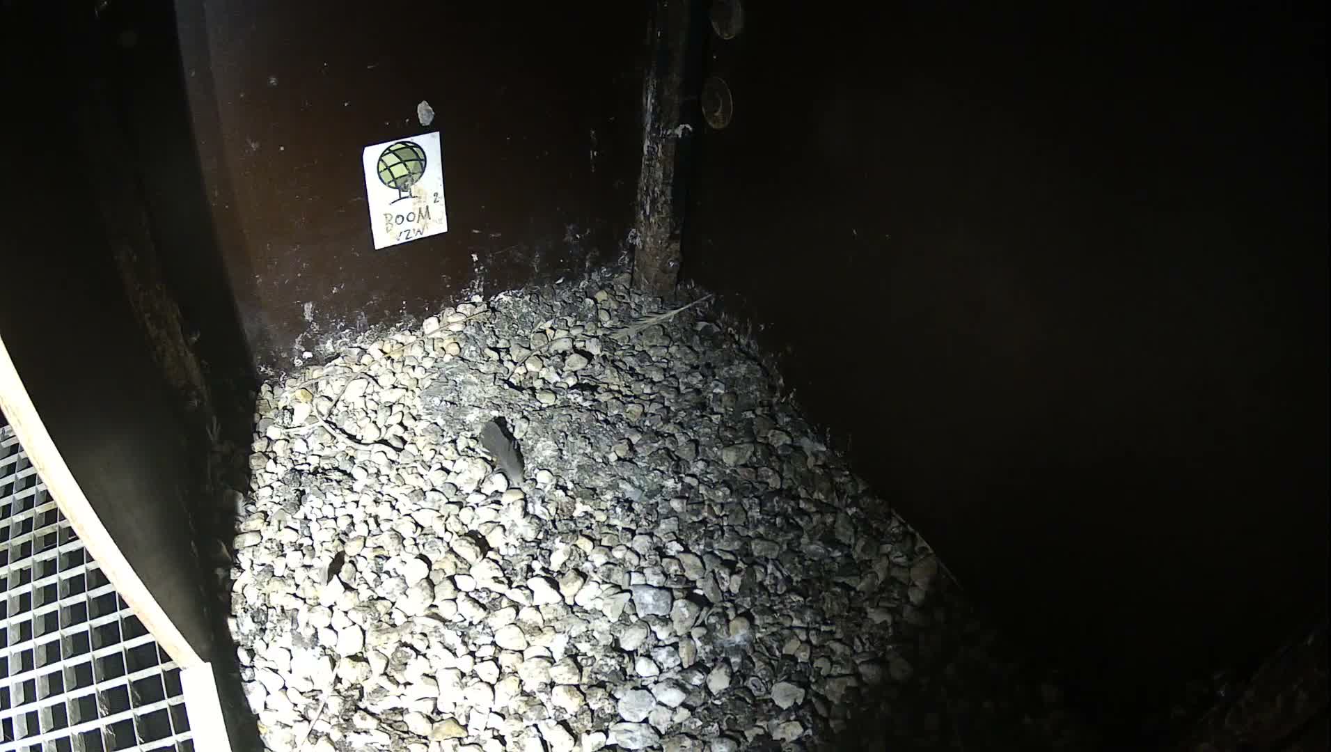 Virginie Lovelingge bouw (Virginie Loveling building) Inside Bird Nest Live Cam - Gent (Ghend-Gand), East Flanders (Flandre-Orientale), Flemish (Flamande), Belgium
