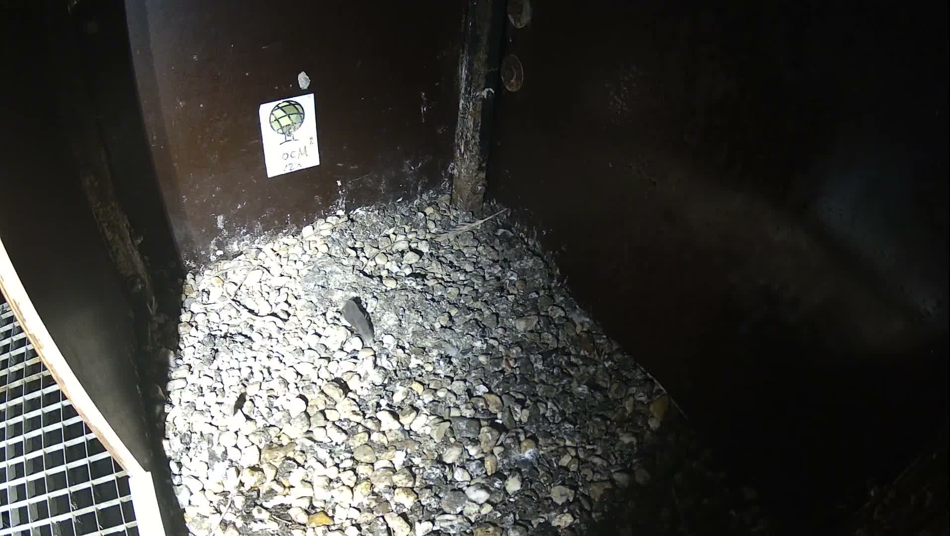 A small mouse is nestled among light-colored gravel covering the floor of a dimly lit, confined space with dark, grimy walls, a metal grate visible in the lower left, and a dirty pipe extending vertically on the right.
