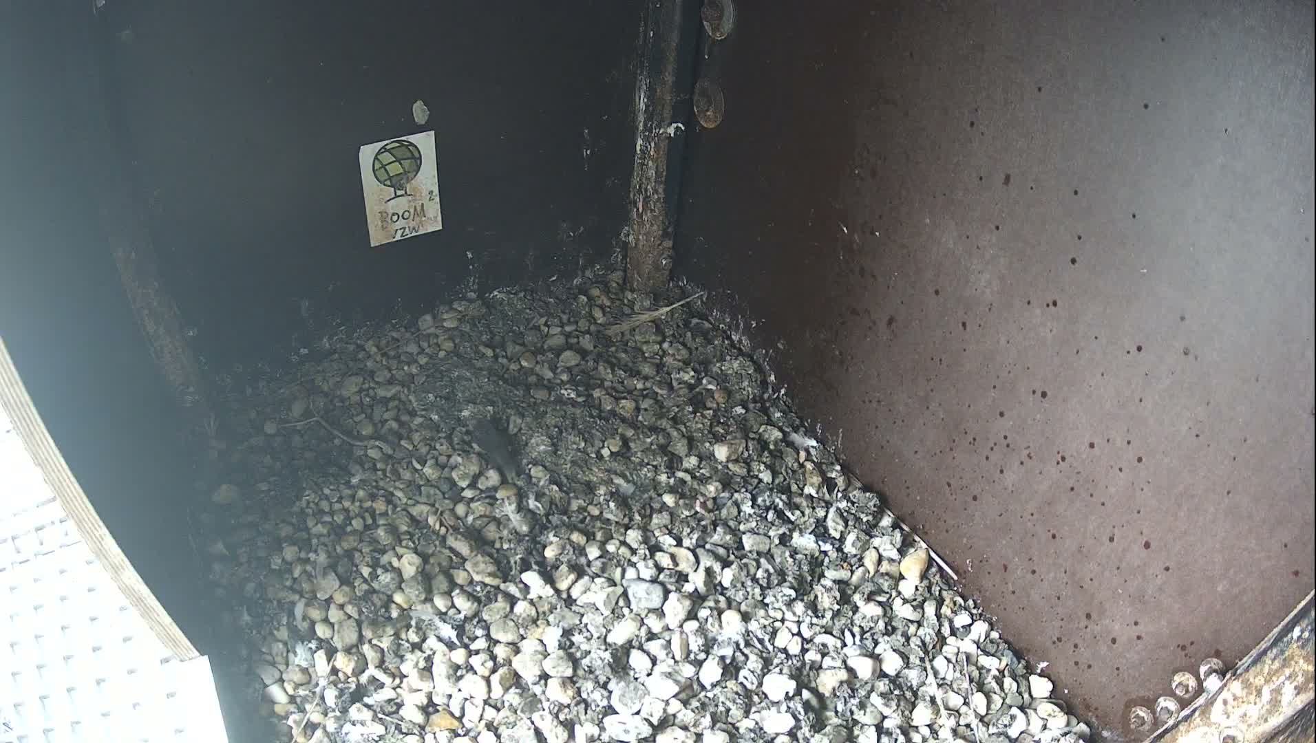 Virginie Lovelingge bouw (Virginie Loveling building) Inside Bird Nest Live Cam - Gent (Ghend-Gand), East Flanders (Flandre-Orientale), Flemish (Flamande), Belgium
