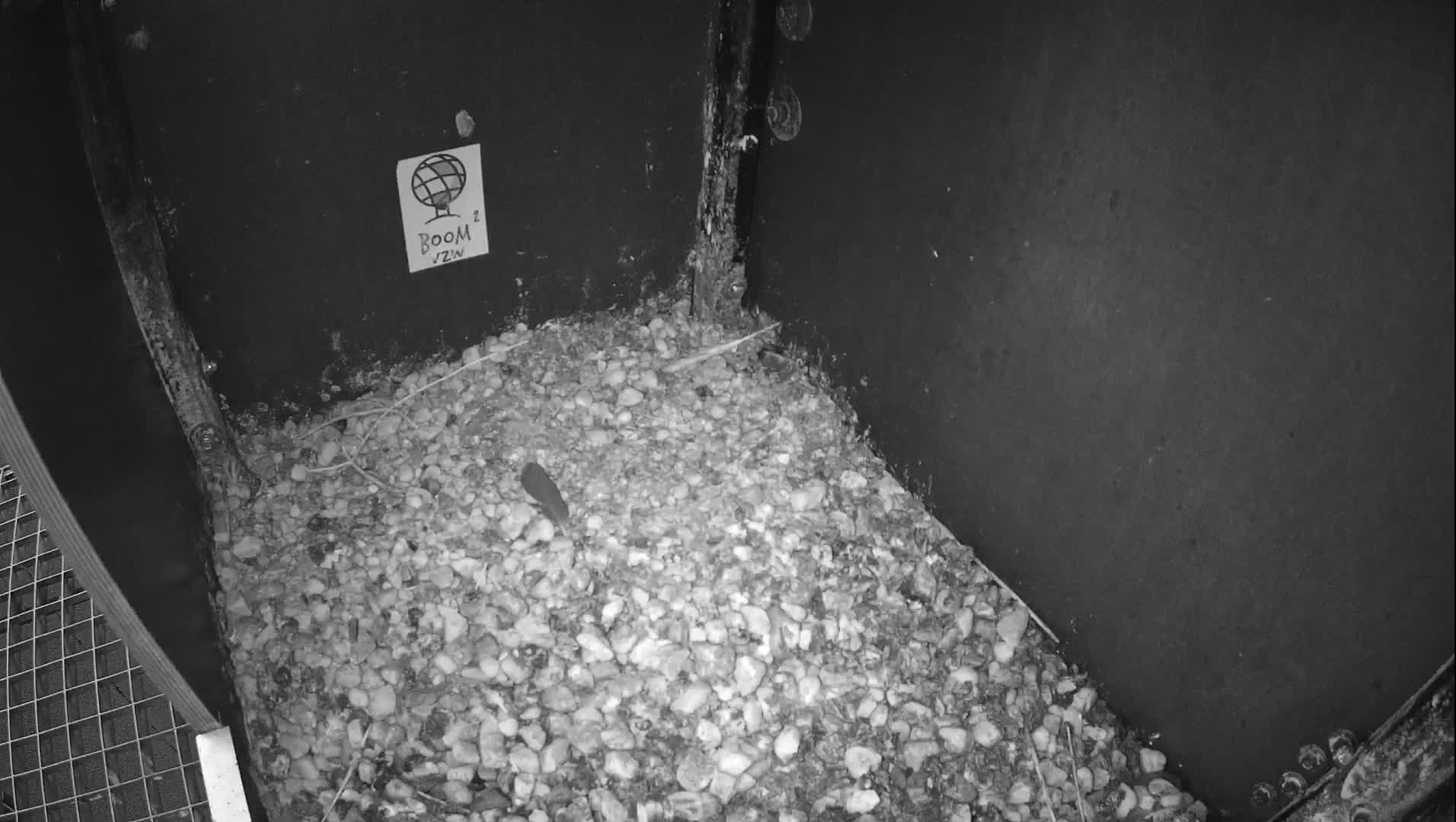 Virginie Lovelingge bouw (Virginie Loveling building) Inside Bird Nest Live Cam - Gent (Ghend-Gand), East Flanders (Flandre-Orientale), Flemish (Flamande), Belgium