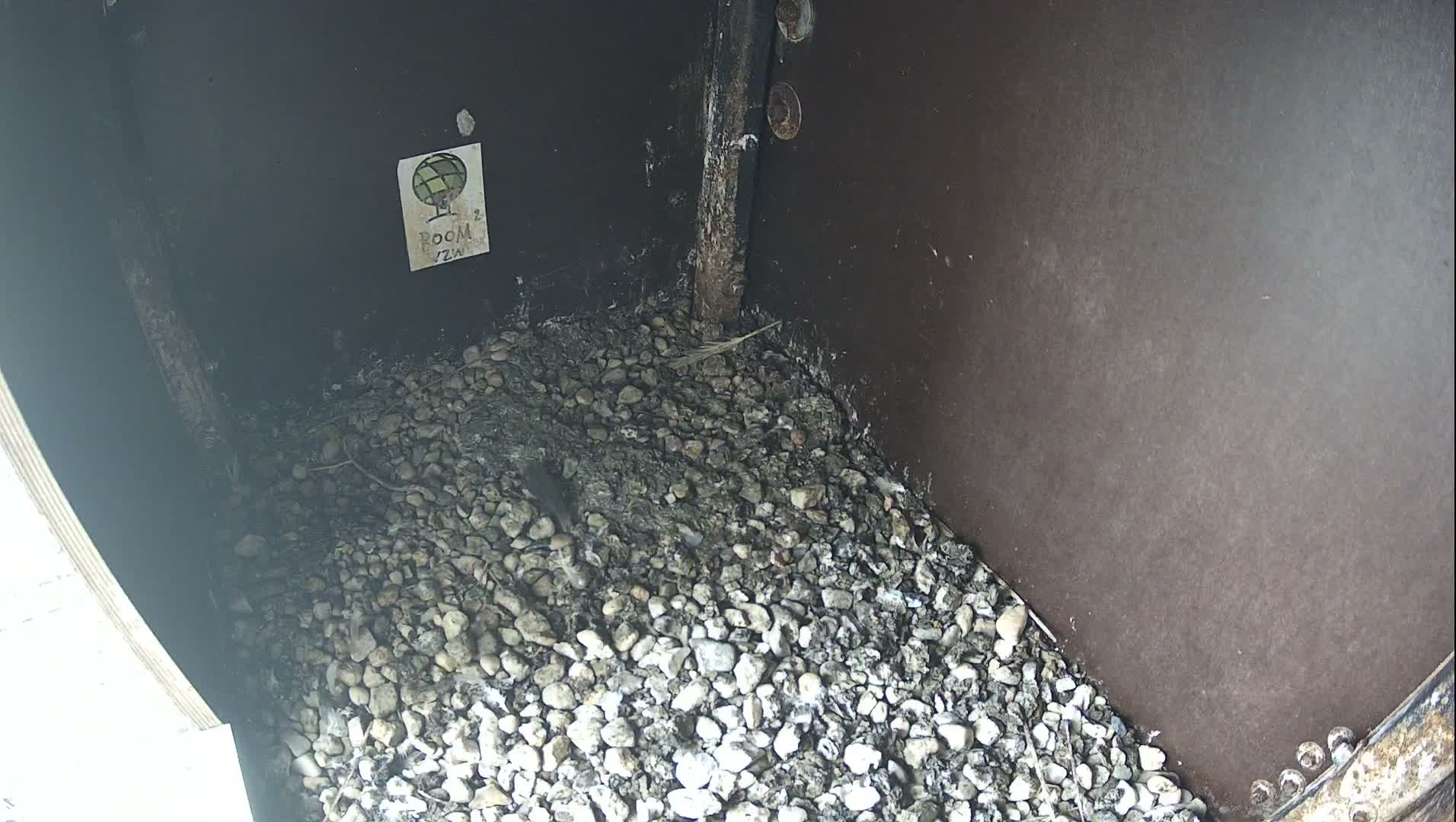 Virginie Lovelingge bouw (Virginie Loveling building) Inside Bird Nest Live Cam - Gent (Ghend-Gand), East Flanders (Flandre-Orientale), Flemish (Flamande), Belgium