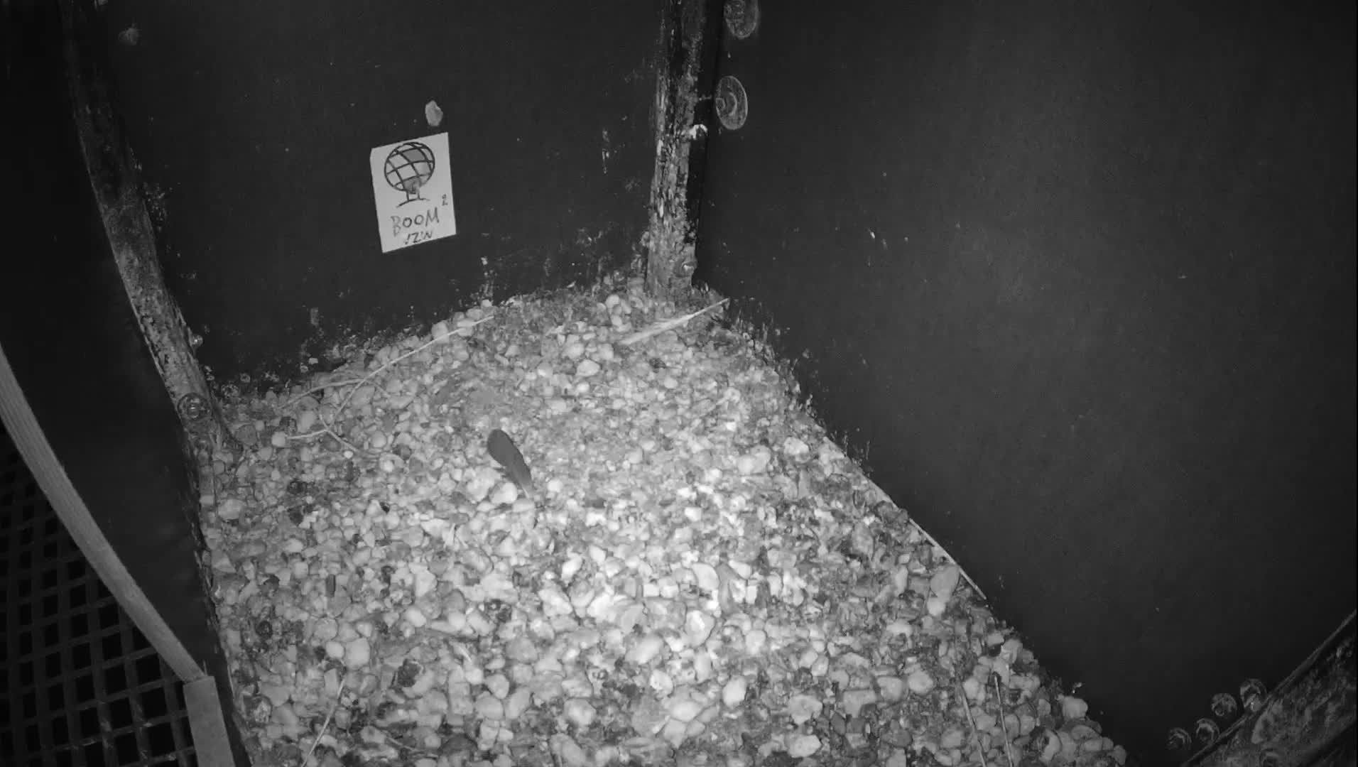 A black and white image depicts the corner of a dark enclosure with a floor covered in small light-colored pebbles and scattered debris, including a dark feather-like object.