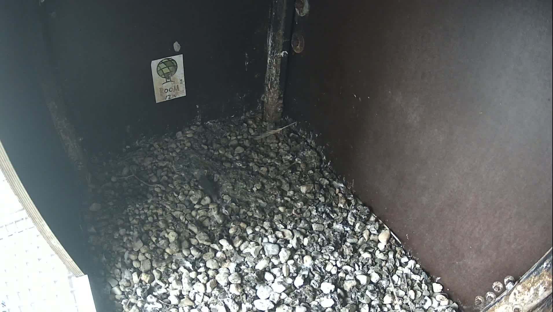 A black and white image depicts the corner of a dark enclosure with a floor covered in small light-colored pebbles and scattered debris, including a dark feather-like object.