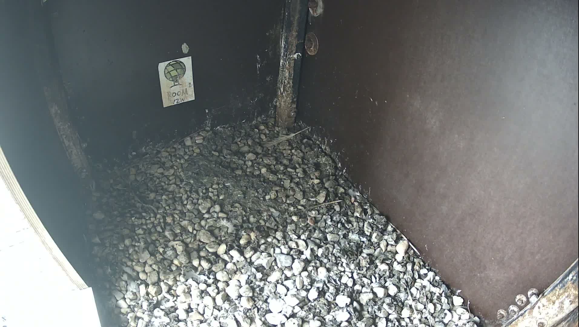 Virginie Lovelingge bouw (Virginie Loveling building) Inside Bird Nest Live Cam - Gent (Ghend-Gand), East Flanders (Flandre-Orientale), Flemish (Flamande), Belgium