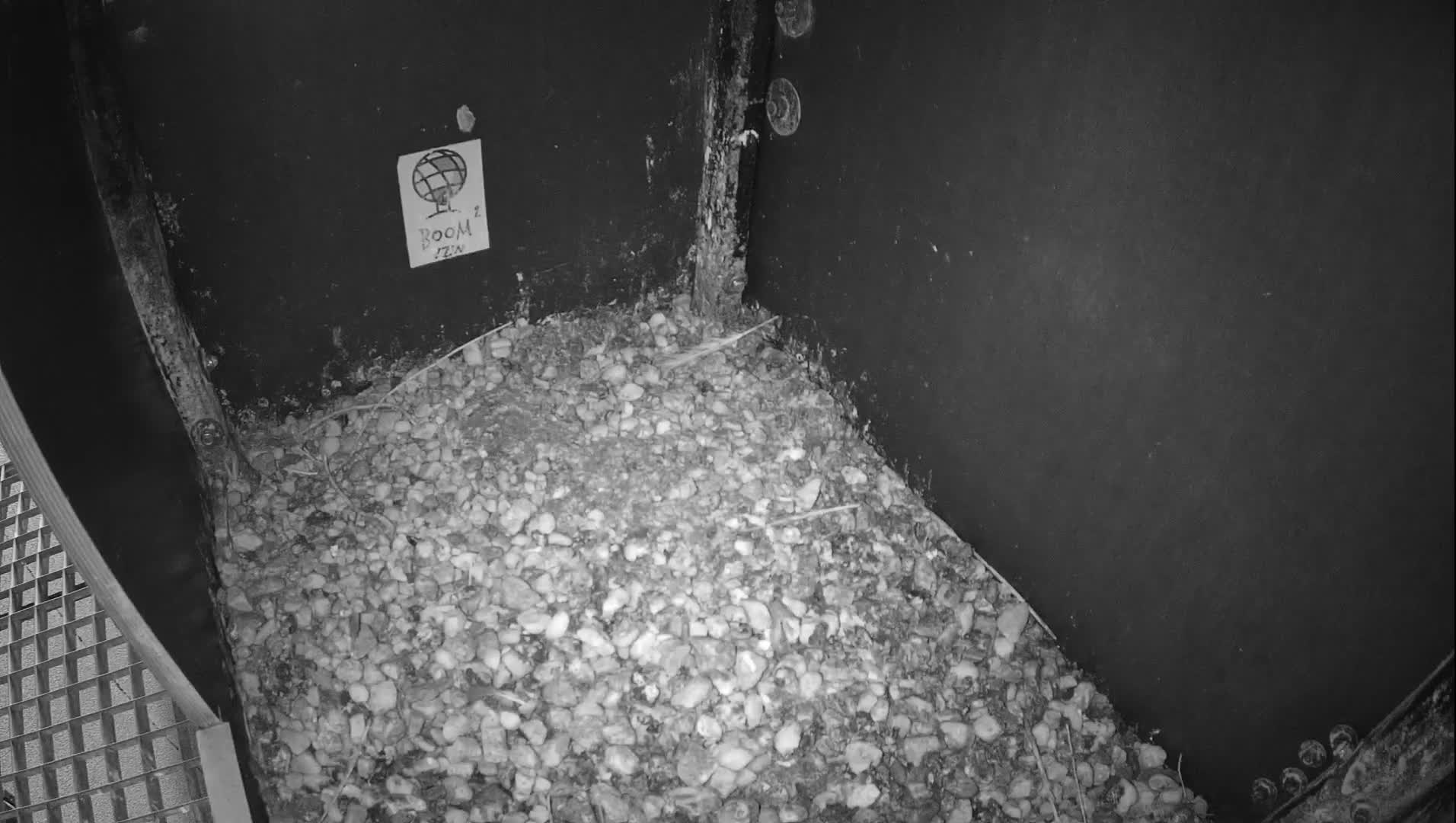 Virginie Lovelingge bouw (Virginie Loveling building) Inside Bird Nest Live Cam - Gent (Ghend-Gand), East Flanders (Flandre-Orientale), Flemish (Flamande), Belgium