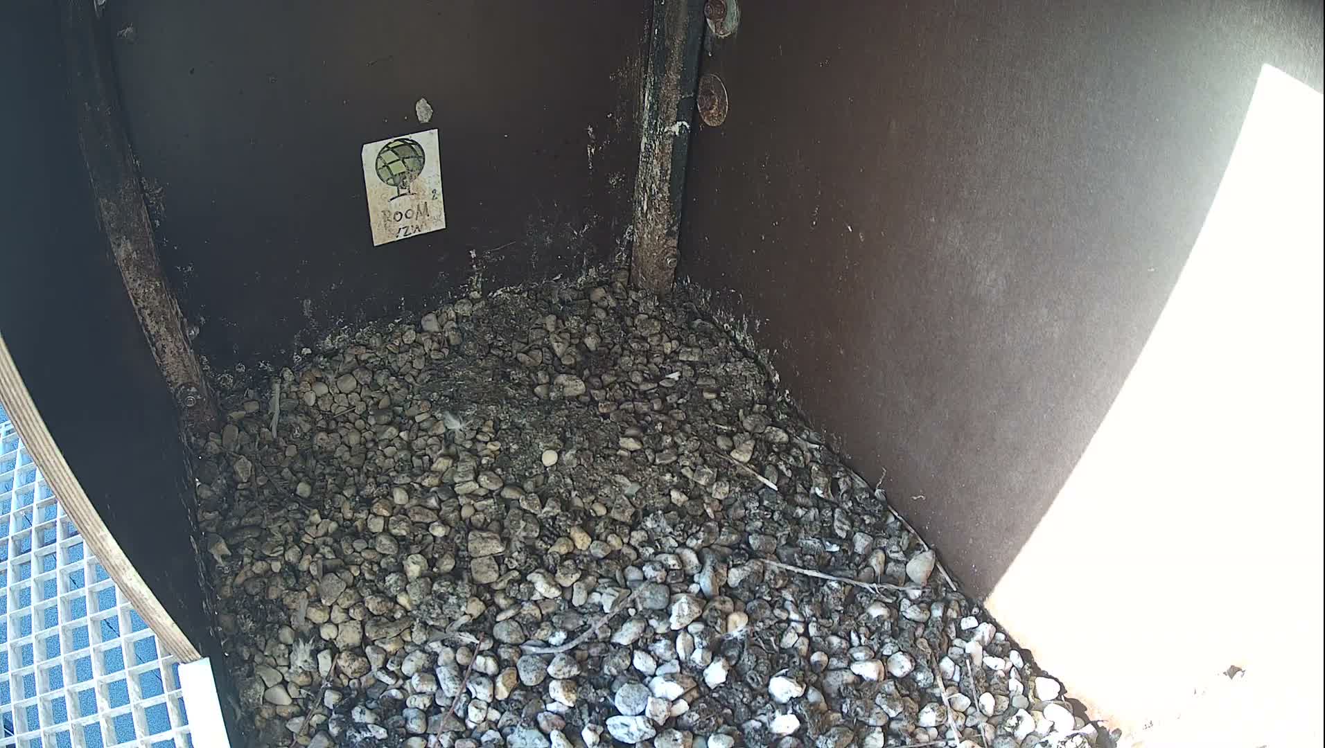 Virginie Lovelingge bouw (Virginie Loveling building) Inside Bird Nest Live Cam - Gent (Ghend-Gand), East Flanders (Flandre-Orientale), Flemish (Flamande), Belgium
