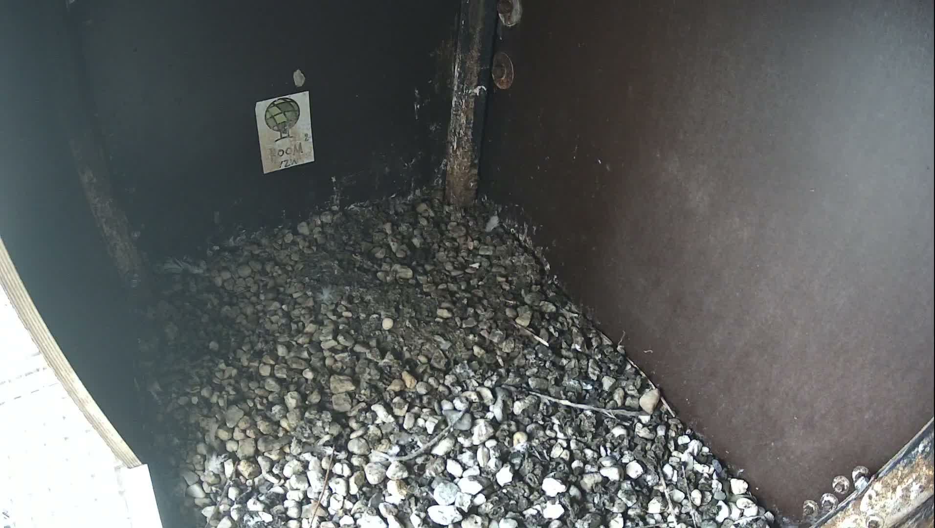 Virginie Lovelingge bouw (Virginie Loveling building) Inside Bird Nest Live Cam - Gent (Ghend-Gand), East Flanders (Flandre-Orientale), Flemish (Flamande), Belgium
