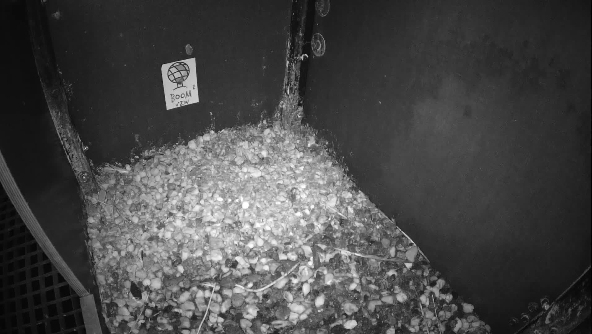 Virginie Lovelingge bouw (Virginie Loveling building) Inside Bird Nest Live Cam - Gent (Ghend-Gand), East Flanders (Flandre-Orientale), Flemish (Flamande), Belgium
