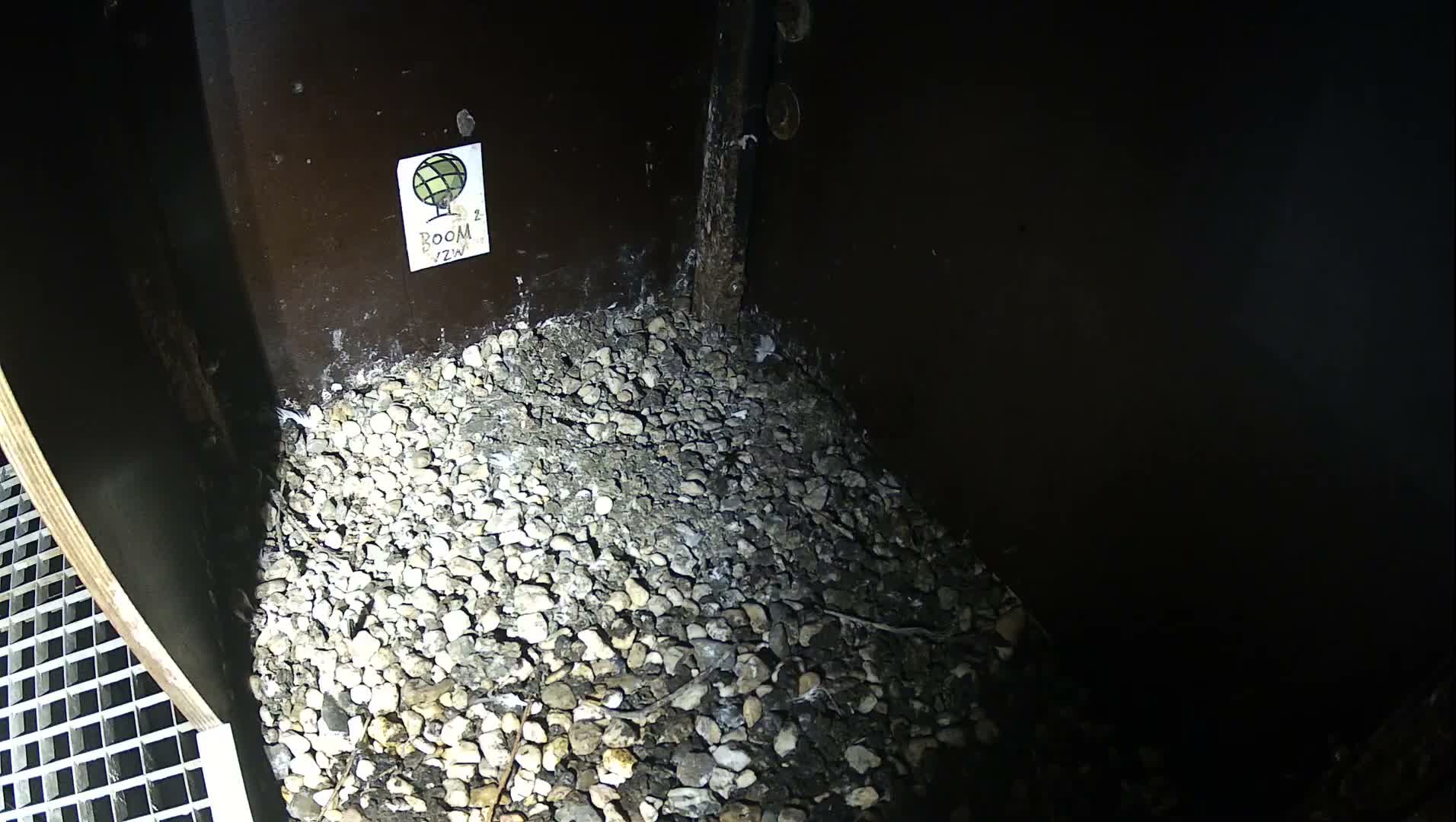 Virginie Lovelingge bouw (Virginie Loveling building) Inside Bird Nest Live Cam - Gent (Ghend-Gand), East Flanders (Flandre-Orientale), Flemish (Flamande), Belgium