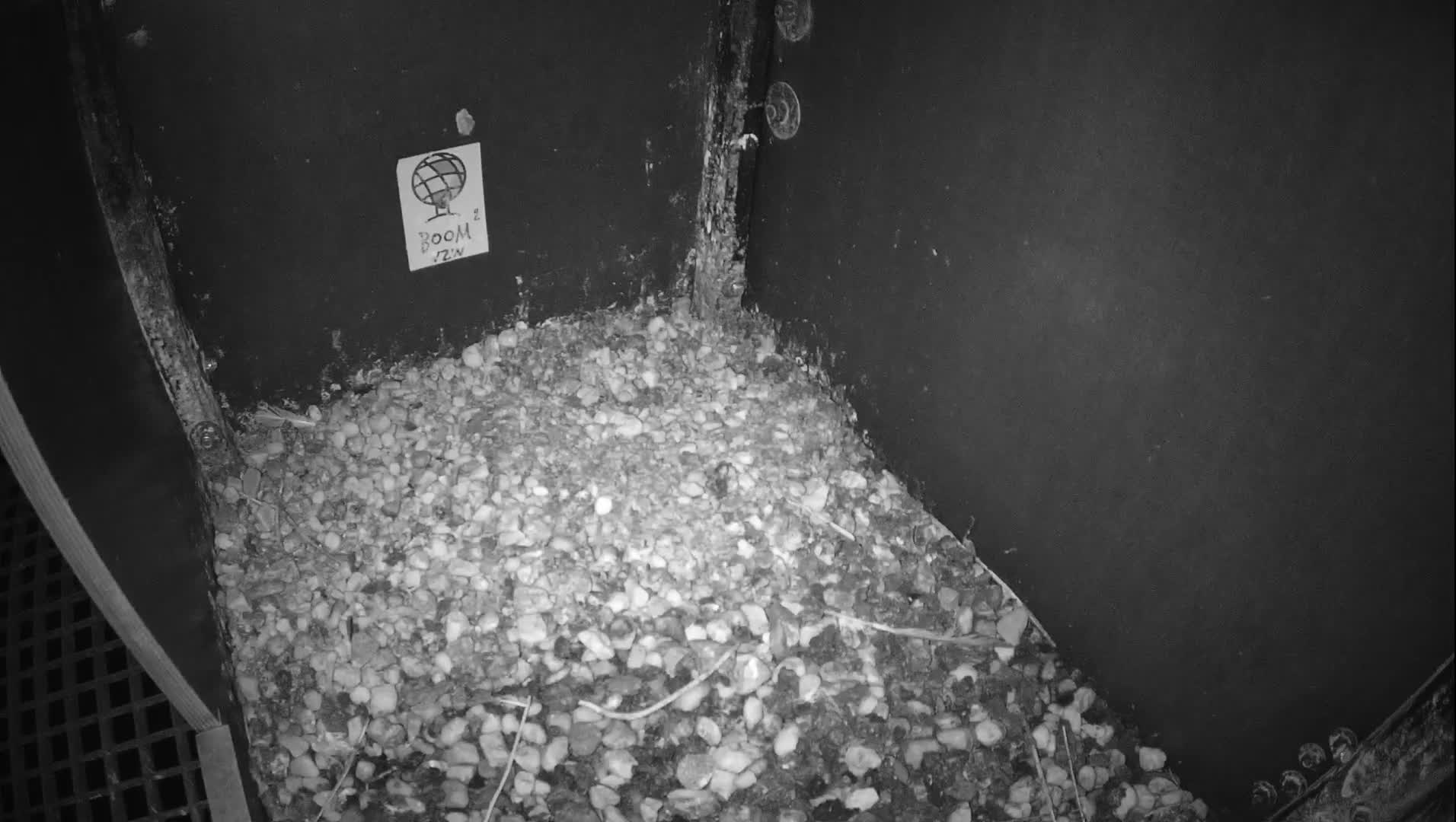 Virginie Lovelingge bouw (Virginie Loveling building) Inside Bird Nest Live Cam - Gent (Ghend-Gand), East Flanders (Flandre-Orientale), Flemish (Flamande), Belgium