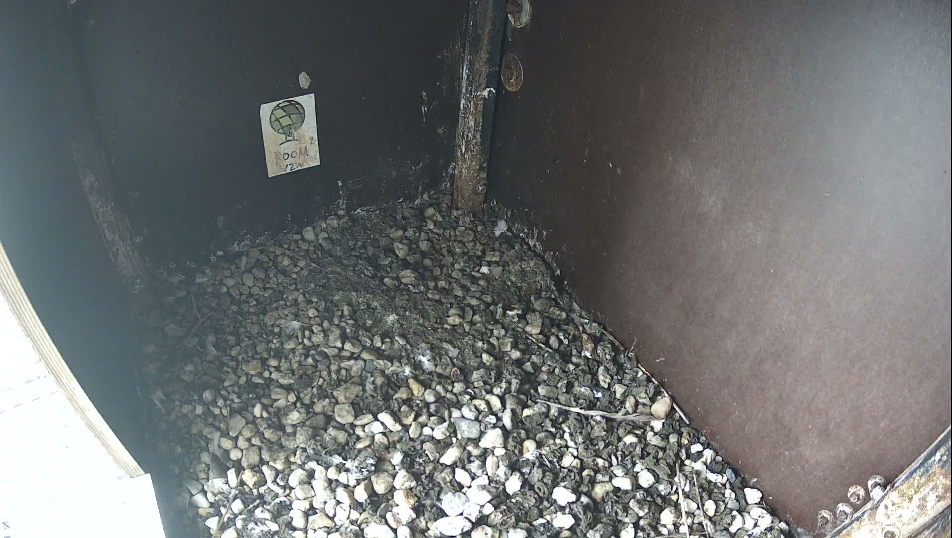 Virginie Lovelingge bouw (Virginie Loveling building) Inside Bird Nest Live Cam - Gent (Ghend-Gand), East Flanders (Flandre-Orientale), Flemish (Flamande), Belgium