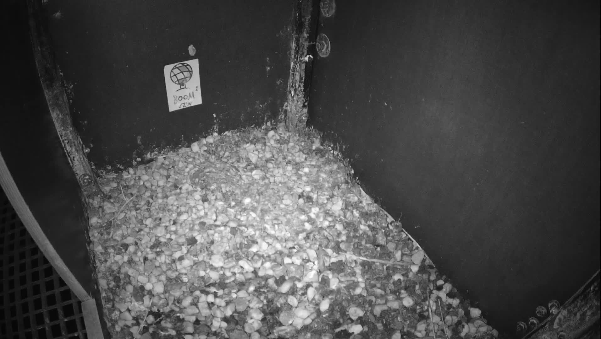 Virginie Lovelingge bouw (Virginie Loveling building) Inside Bird Nest Live Cam - Gent (Ghend-Gand), East Flanders (Flandre-Orientale), Flemish (Flamande), Belgium