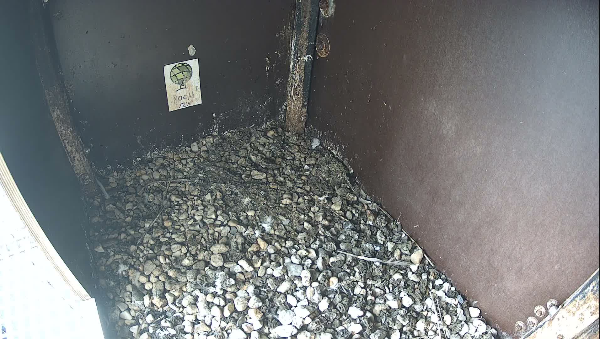 Virginie Lovelingge bouw (Virginie Loveling building) Inside Bird Nest Live Cam - Gent (Ghend-Gand), East Flanders (Flandre-Orientale), Flemish (Flamande), Belgium