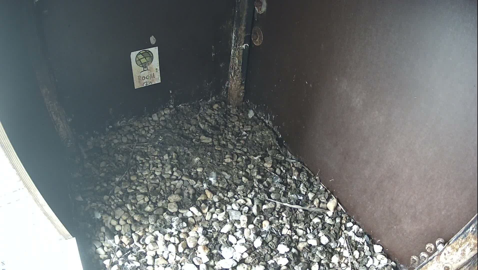 Virginie Lovelingge bouw (Virginie Loveling building) Inside Bird Nest Live Cam - Gent (Ghend-Gand), East Flanders (Flandre-Orientale), Flemish (Flamande), Belgium
