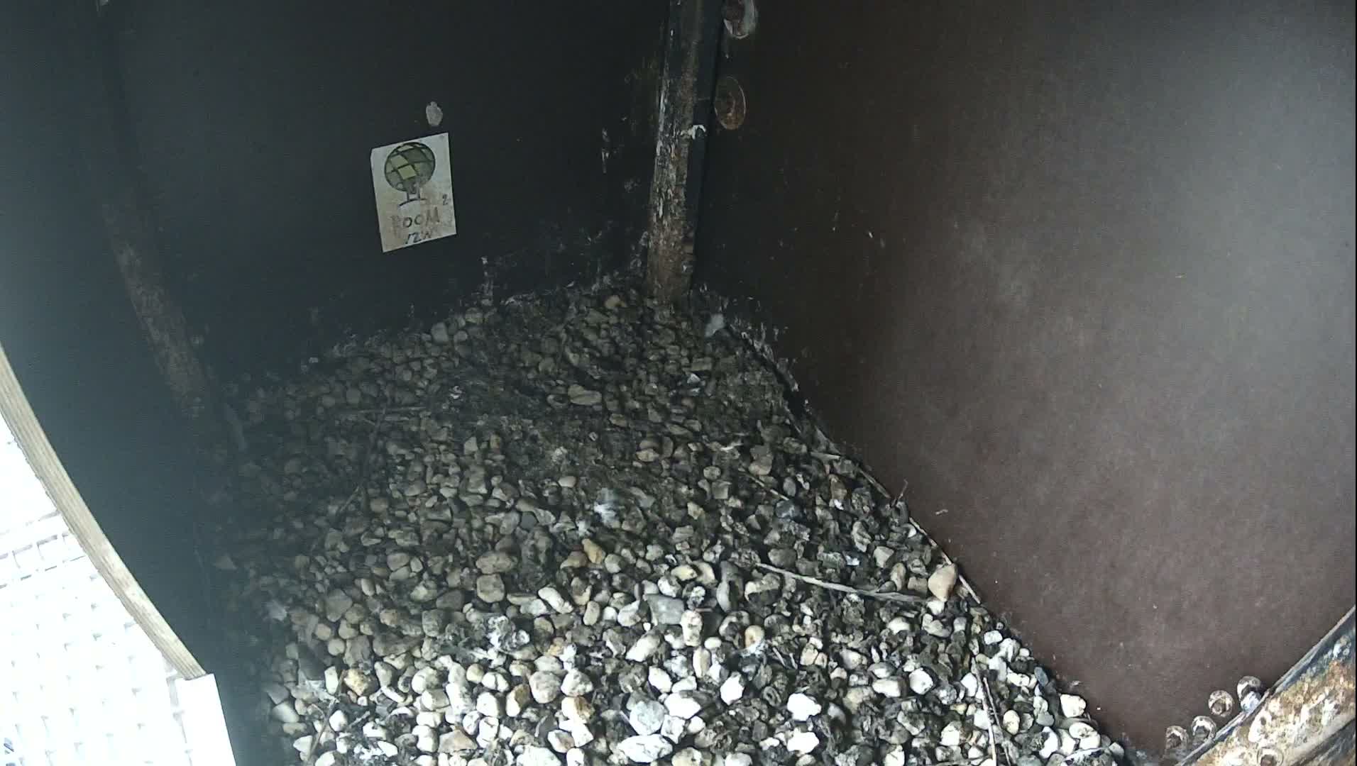 Virginie Lovelingge bouw (Virginie Loveling building) Inside Bird Nest Live Cam - Gent (Ghend-Gand), East Flanders (Flandre-Orientale), Flemish (Flamande), Belgium