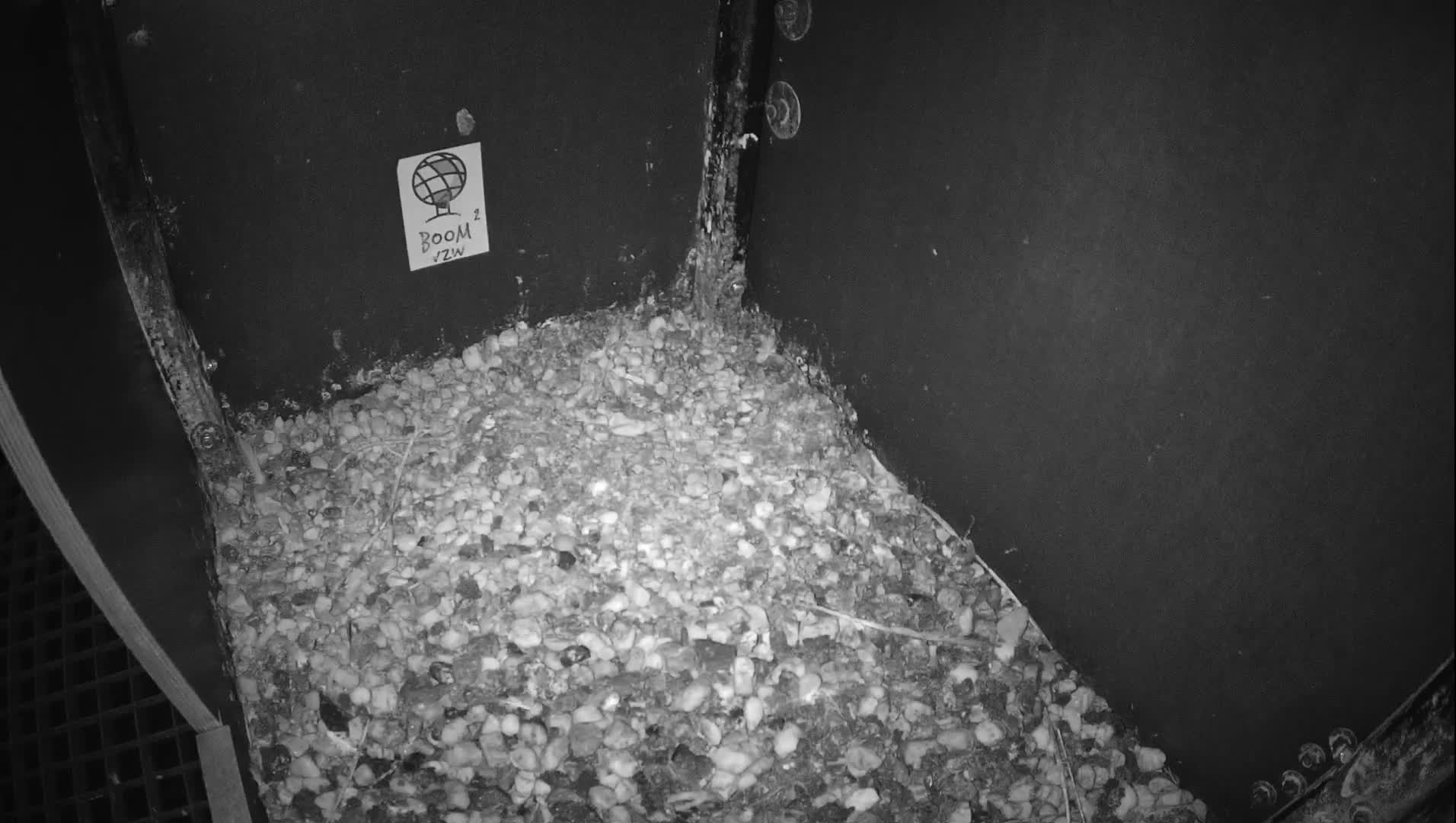 Virginie Lovelingge bouw (Virginie Loveling building) Inside Bird Nest Live Cam - Gent (Ghend-Gand), East Flanders (Flandre-Orientale), Flemish (Flamande), Belgium