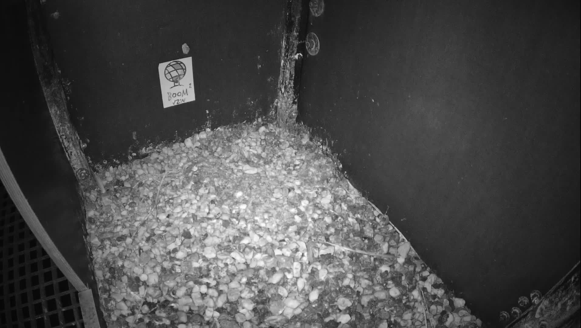 Virginie Lovelingge bouw (Virginie Loveling building) Inside Bird Nest Live Cam - Gent (Ghend-Gand), East Flanders (Flandre-Orientale), Flemish (Flamande), Belgium
