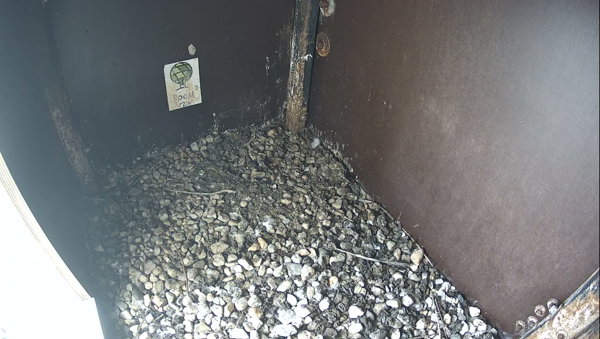 Virginie Lovelingge bouw (Virginie Loveling building) Inside Bird Nest Live Cam - Gent (Ghend-Gand), East Flanders (Flandre-Orientale), Flemish (Flamande), Belgium