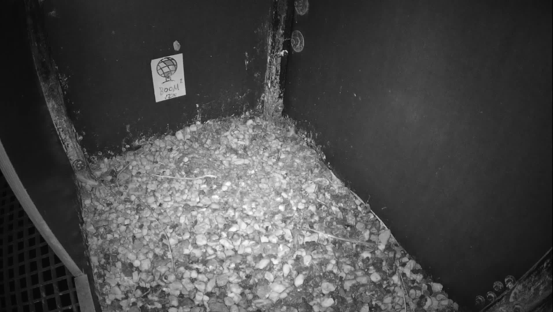 Virginie Lovelingge bouw (Virginie Loveling building) Inside Bird Nest Live Cam - Gent (Ghend-Gand), East Flanders (Flandre-Orientale), Flemish (Flamande), Belgium