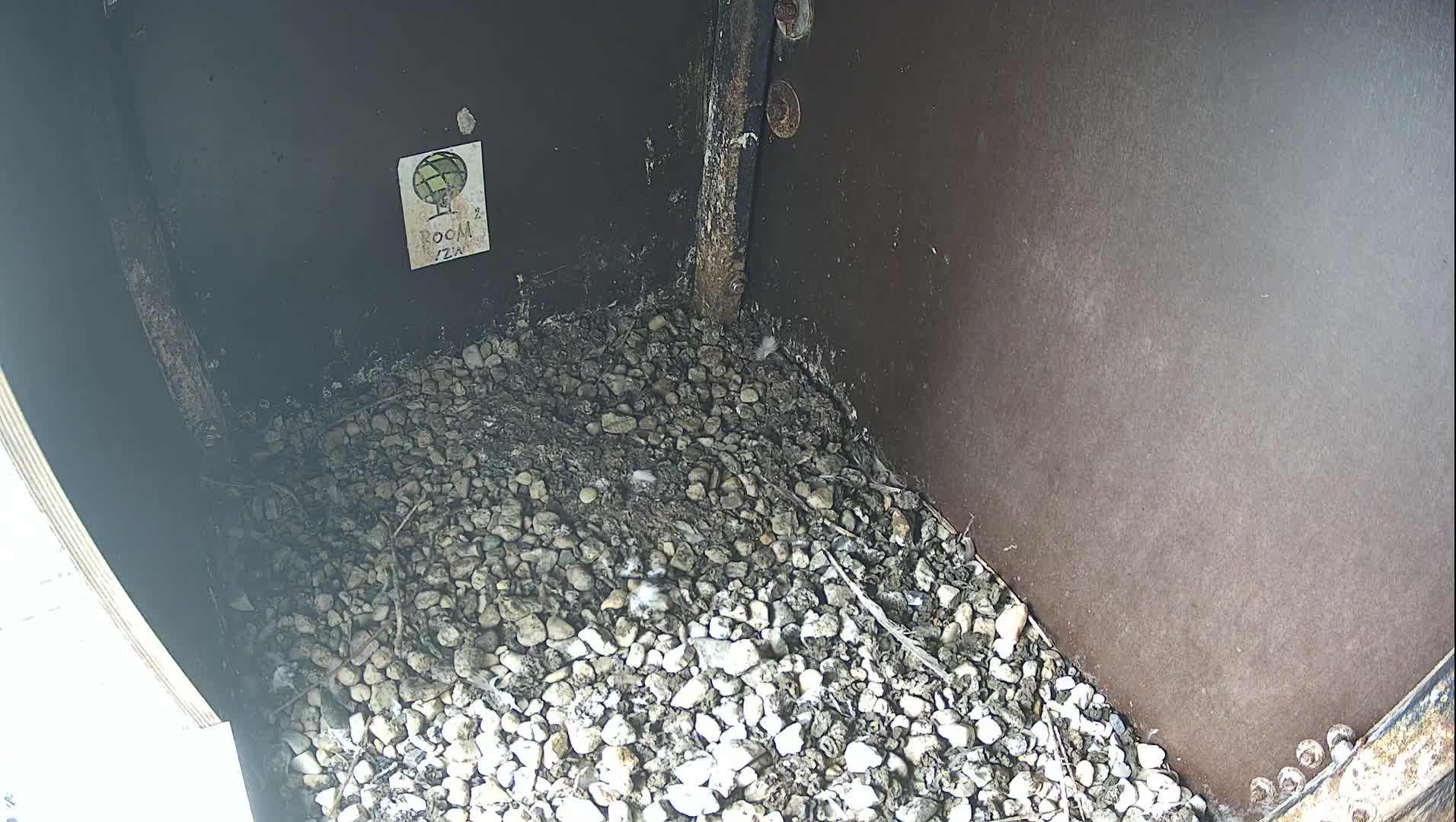 Virginie Lovelingge bouw (Virginie Loveling building) Inside Bird Nest Live Cam - Gent (Ghend-Gand), East Flanders (Flandre-Orientale), Flemish (Flamande), Belgium