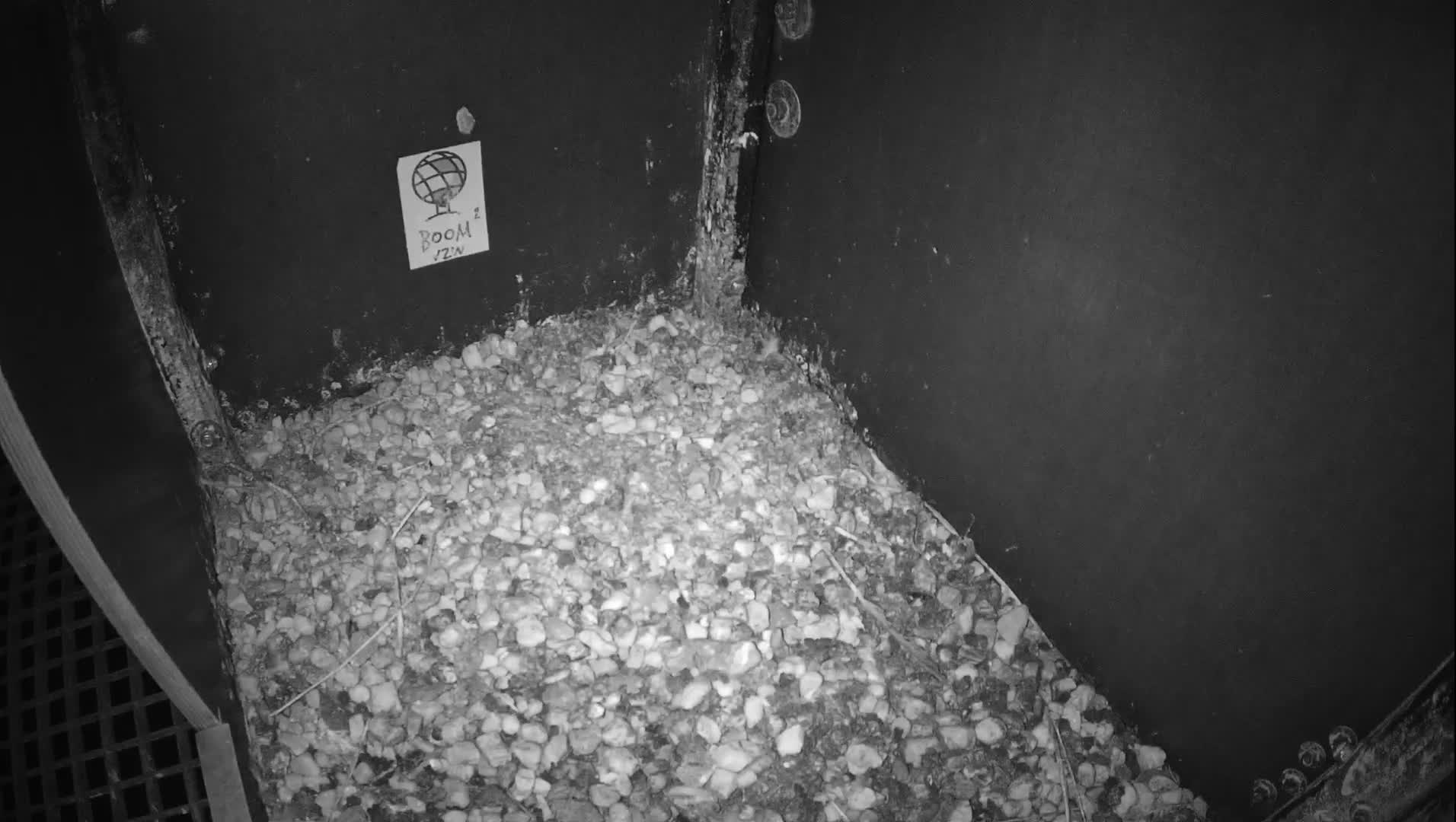 Virginie Lovelingge bouw (Virginie Loveling building) Inside Bird Nest Live Cam - Gent (Ghend-Gand), East Flanders (Flandre-Orientale), Flemish (Flamande), Belgium