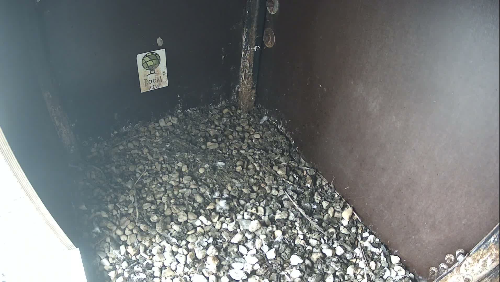 Virginie Lovelingge bouw (Virginie Loveling building) Inside Bird Nest Live Cam - Gent (Ghend-Gand), East Flanders (Flandre-Orientale), Flemish (Flamande), Belgium