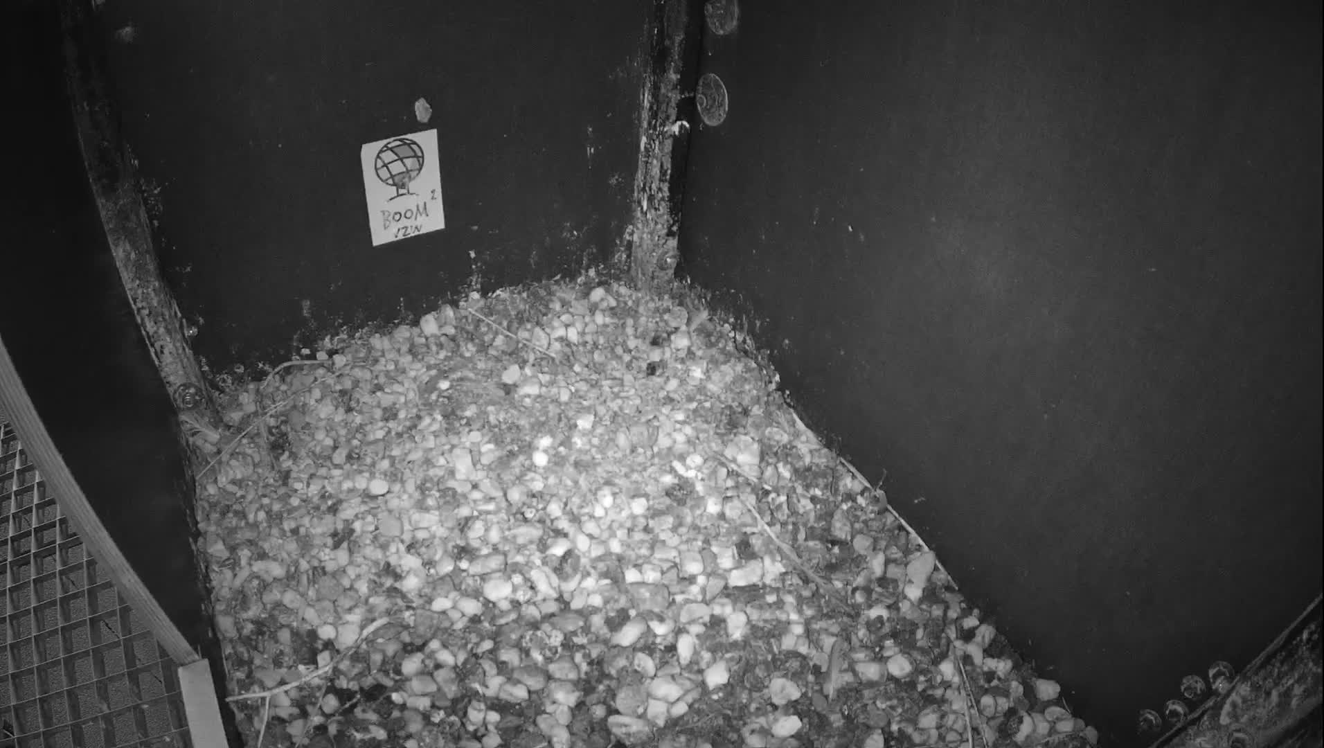 Virginie Lovelingge bouw (Virginie Loveling building) Inside Bird Nest Live Cam - Gent (Ghend-Gand), East Flanders (Flandre-Orientale), Flemish (Flamande), Belgium