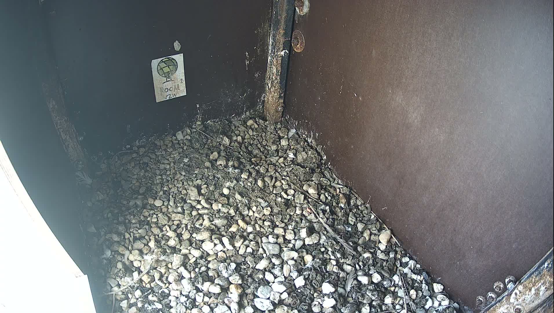 Virginie Lovelingge bouw (Virginie Loveling building) Inside Bird Nest Live Cam - Gent (Ghend-Gand), East Flanders (Flandre-Orientale), Flemish (Flamande), Belgium