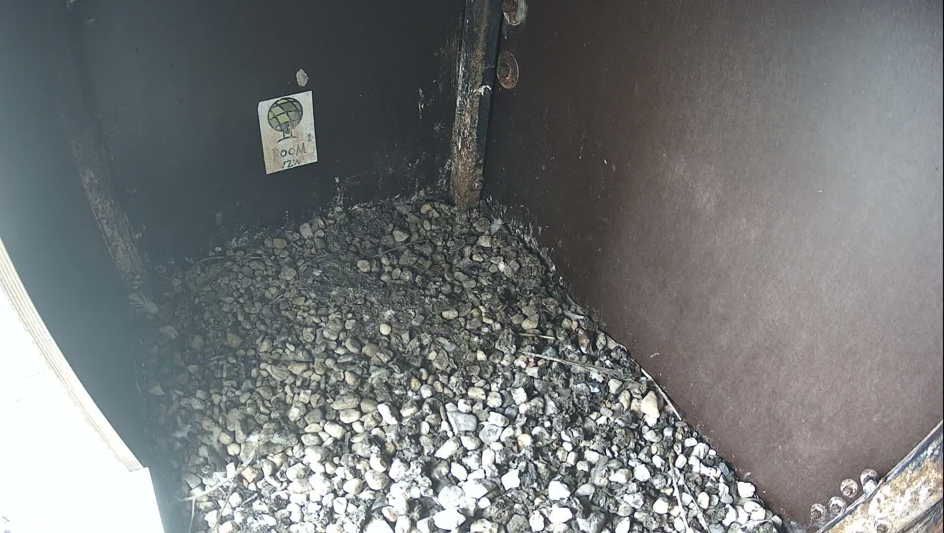 Virginie Lovelingge bouw (Virginie Loveling building) Inside Bird Nest Live Cam - Gent (Ghend-Gand), East Flanders (Flandre-Orientale), Flemish (Flamande), Belgium