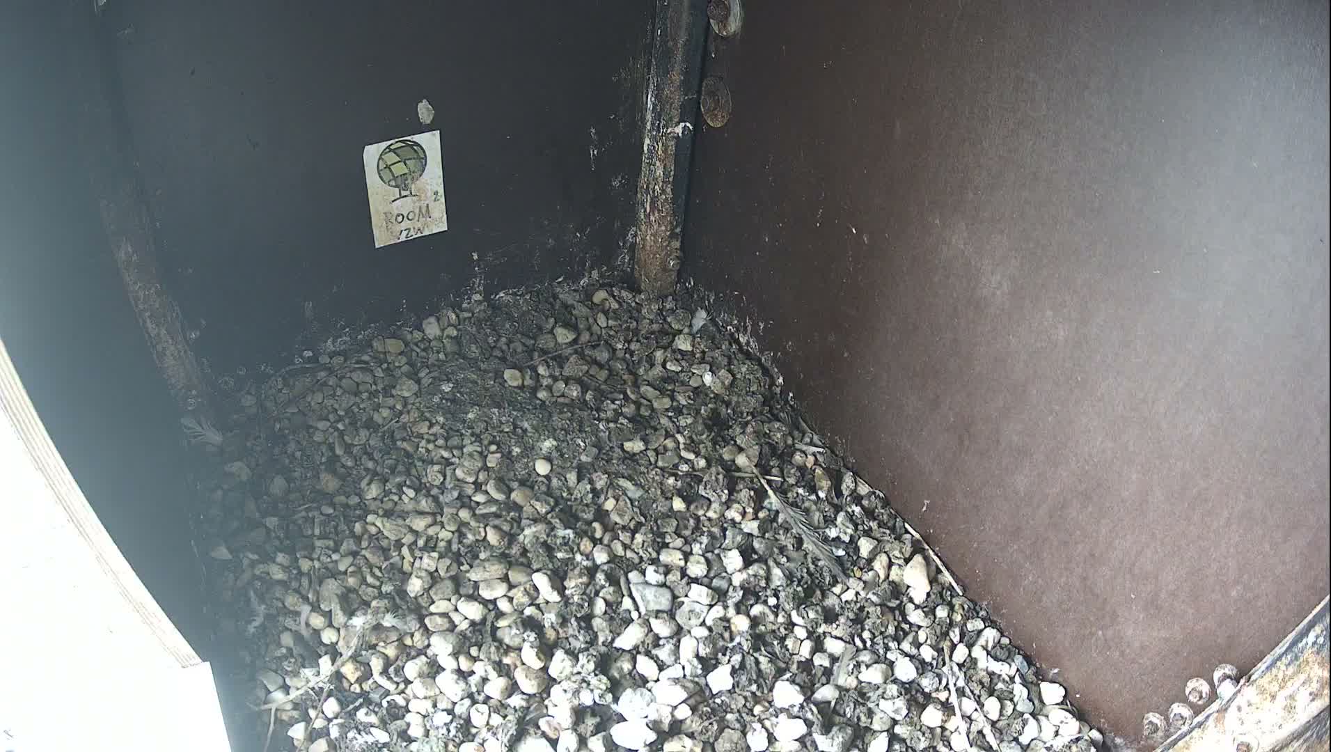 Virginie Lovelingge bouw (Virginie Loveling building) Inside Bird Nest Live Cam - Gent (Ghend-Gand), East Flanders (Flandre-Orientale), Flemish (Flamande), Belgium