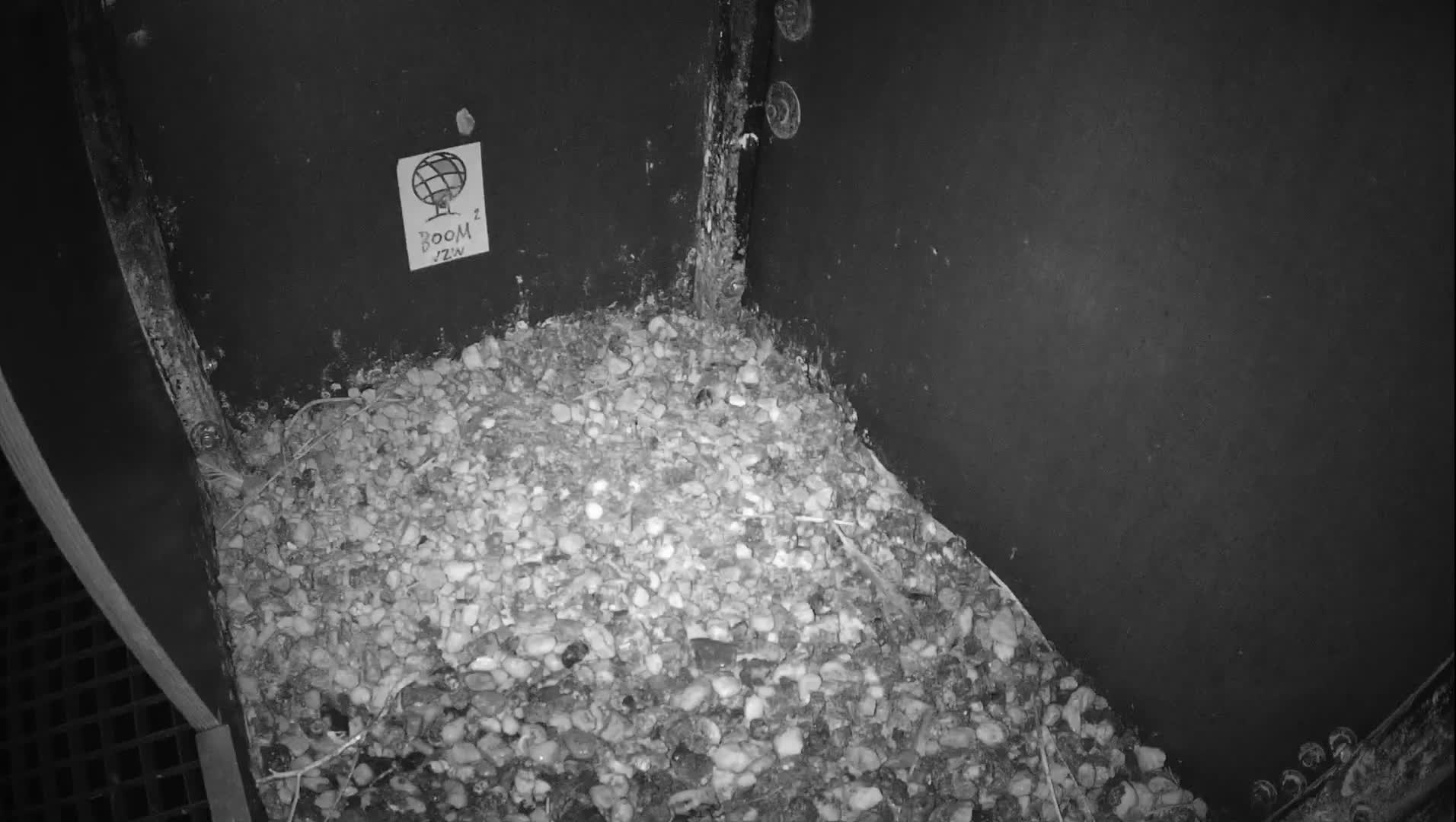 Virginie Lovelingge bouw (Virginie Loveling building) Inside Bird Nest Live Cam - Gent (Ghend-Gand), East Flanders (Flandre-Orientale), Flemish (Flamande), Belgium