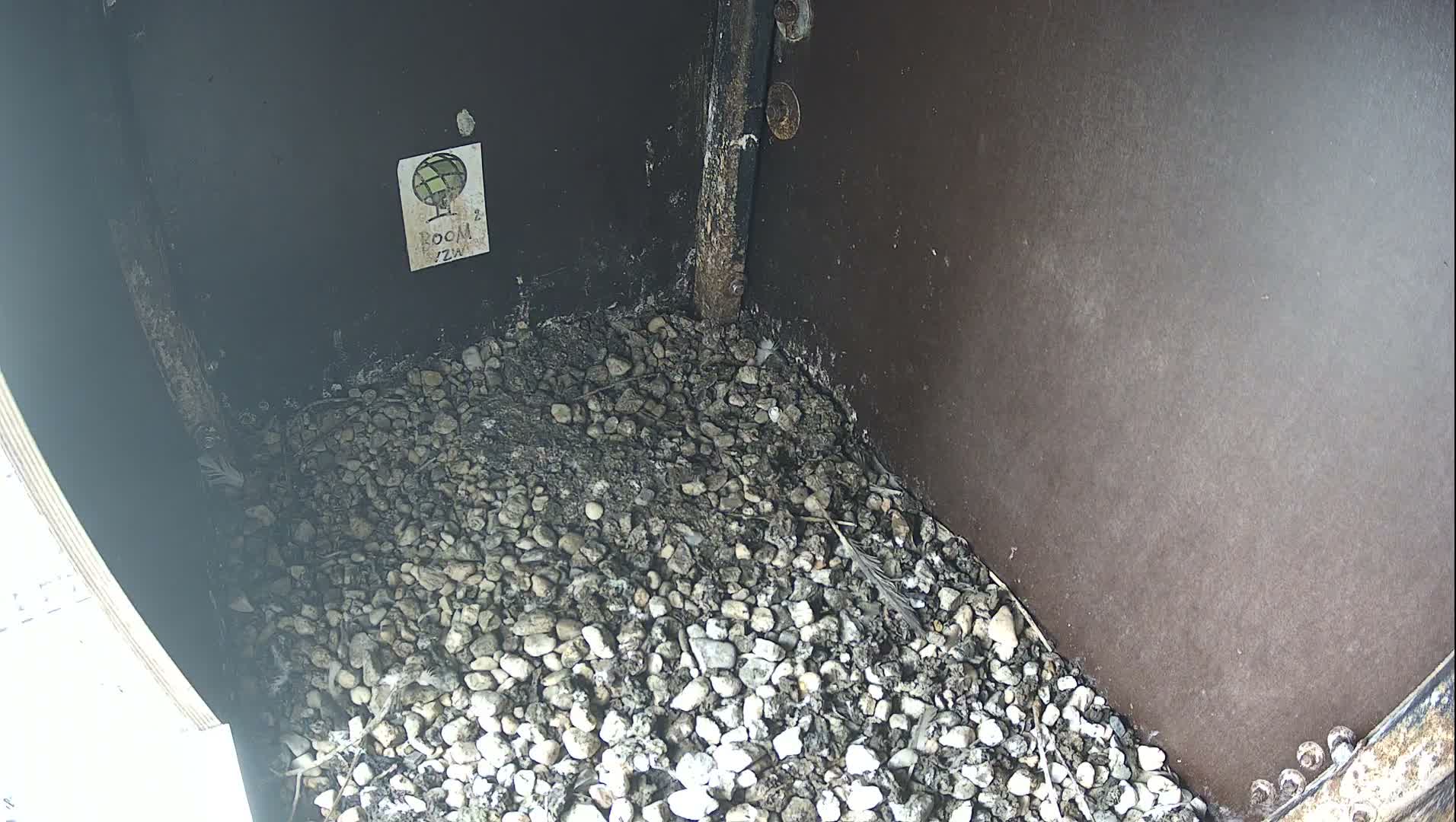 Virginie Lovelingge bouw (Virginie Loveling building) Inside Bird Nest Live Cam - Gent (Ghend-Gand), East Flanders (Flandre-Orientale), Flemish (Flamande), Belgium
