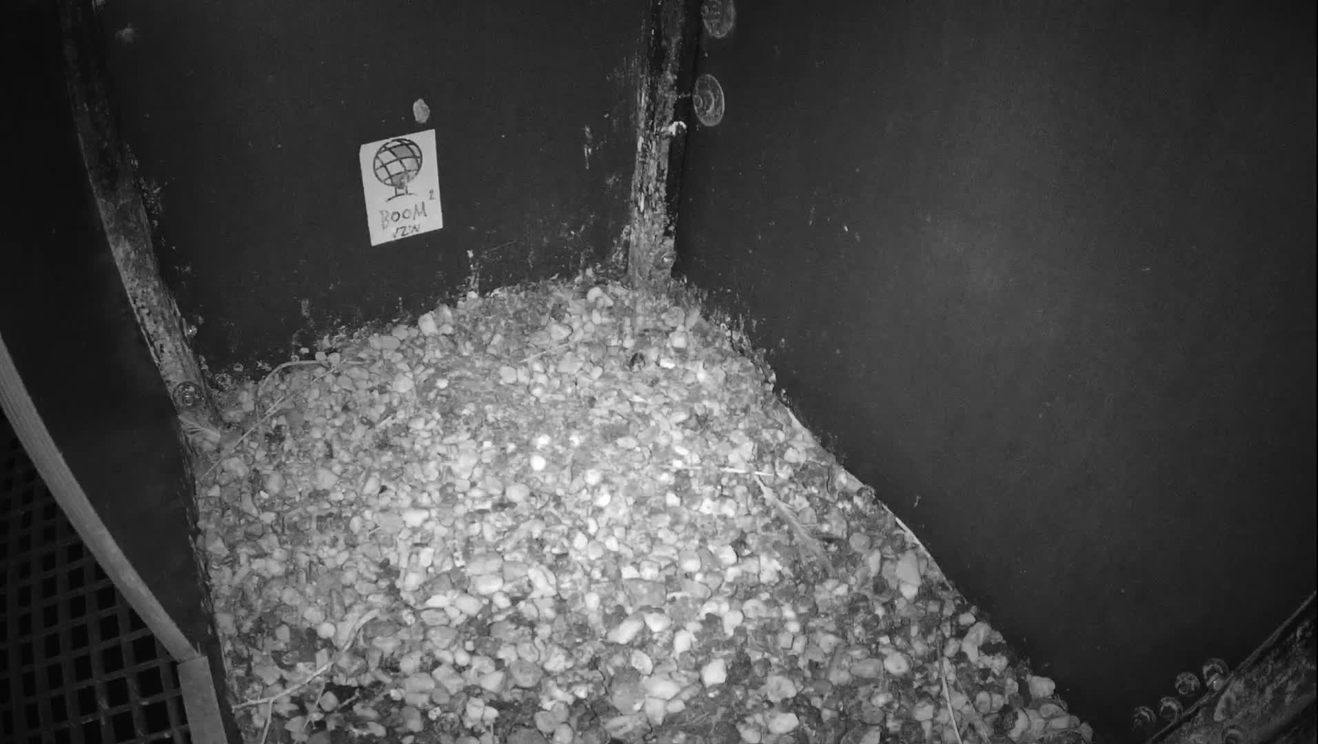 Virginie Lovelingge bouw (Virginie Loveling building) Inside Bird Nest Live Cam - Gent (Ghend-Gand), East Flanders (Flandre-Orientale), Flemish (Flamande), Belgium