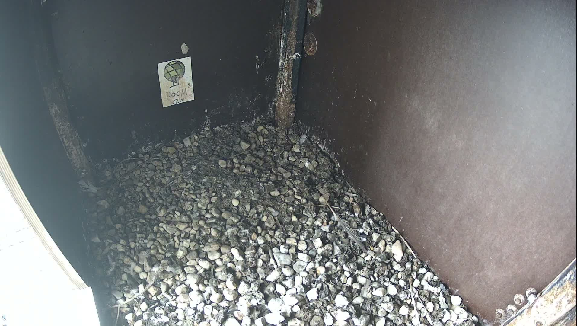 Virginie Lovelingge bouw (Virginie Loveling building) Inside Bird Nest Live Cam - Gent (Ghend-Gand), East Flanders (Flandre-Orientale), Flemish (Flamande), Belgium