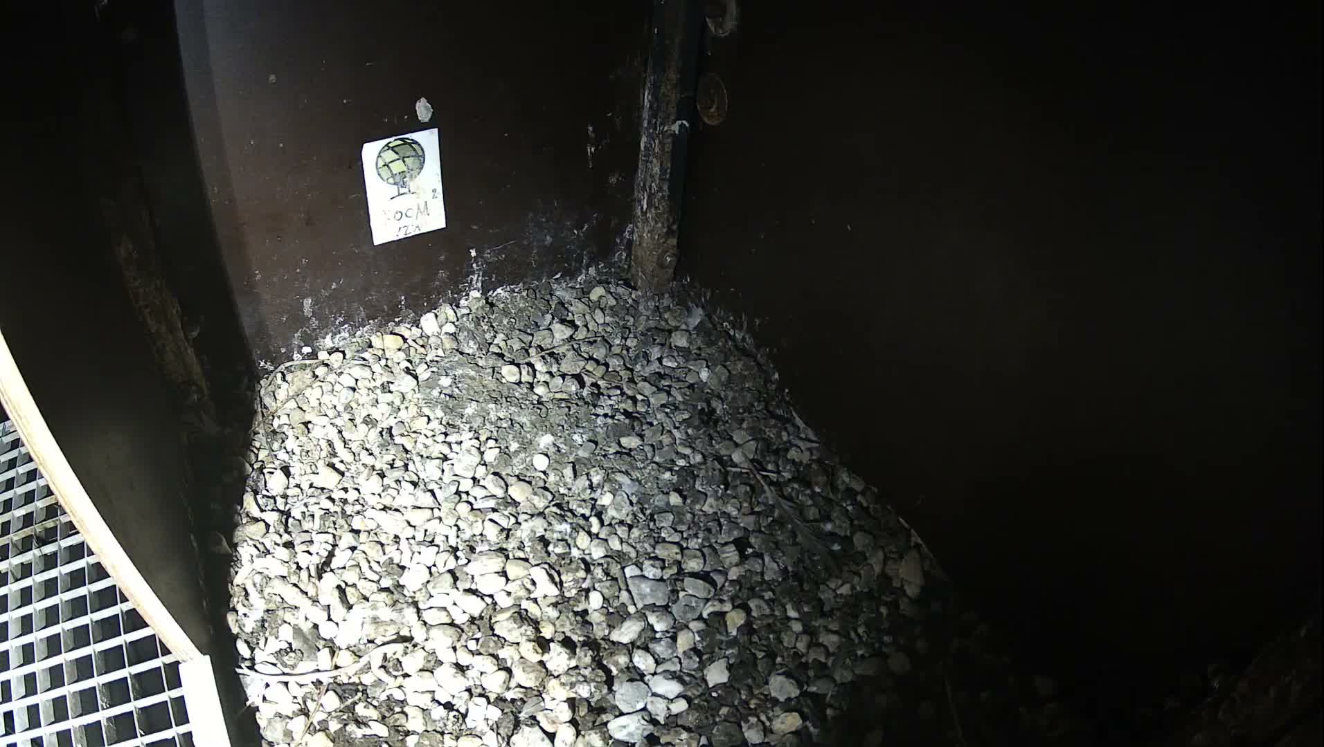 Virginie Lovelingge bouw (Virginie Loveling building) Inside Bird Nest Live Cam - Gent (Ghend-Gand), East Flanders (Flandre-Orientale), Flemish (Flamande), Belgium