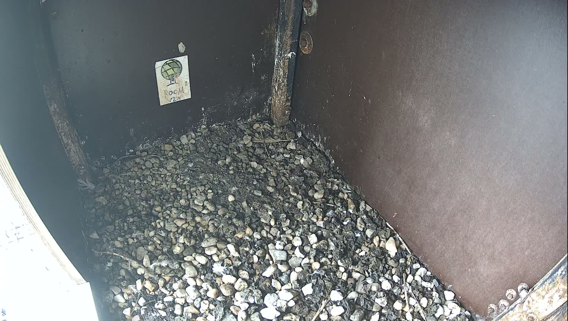 Virginie Lovelingge bouw (Virginie Loveling building) Inside Bird Nest Live Cam - Gent (Ghend-Gand), East Flanders (Flandre-Orientale), Flemish (Flamande), Belgium