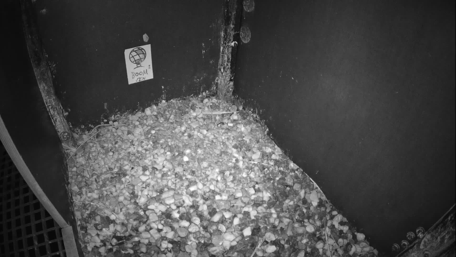 Virginie Lovelingge bouw (Virginie Loveling building) Inside Bird Nest Live Cam - Gent (Ghend-Gand), East Flanders (Flandre-Orientale), Flemish (Flamande), Belgium