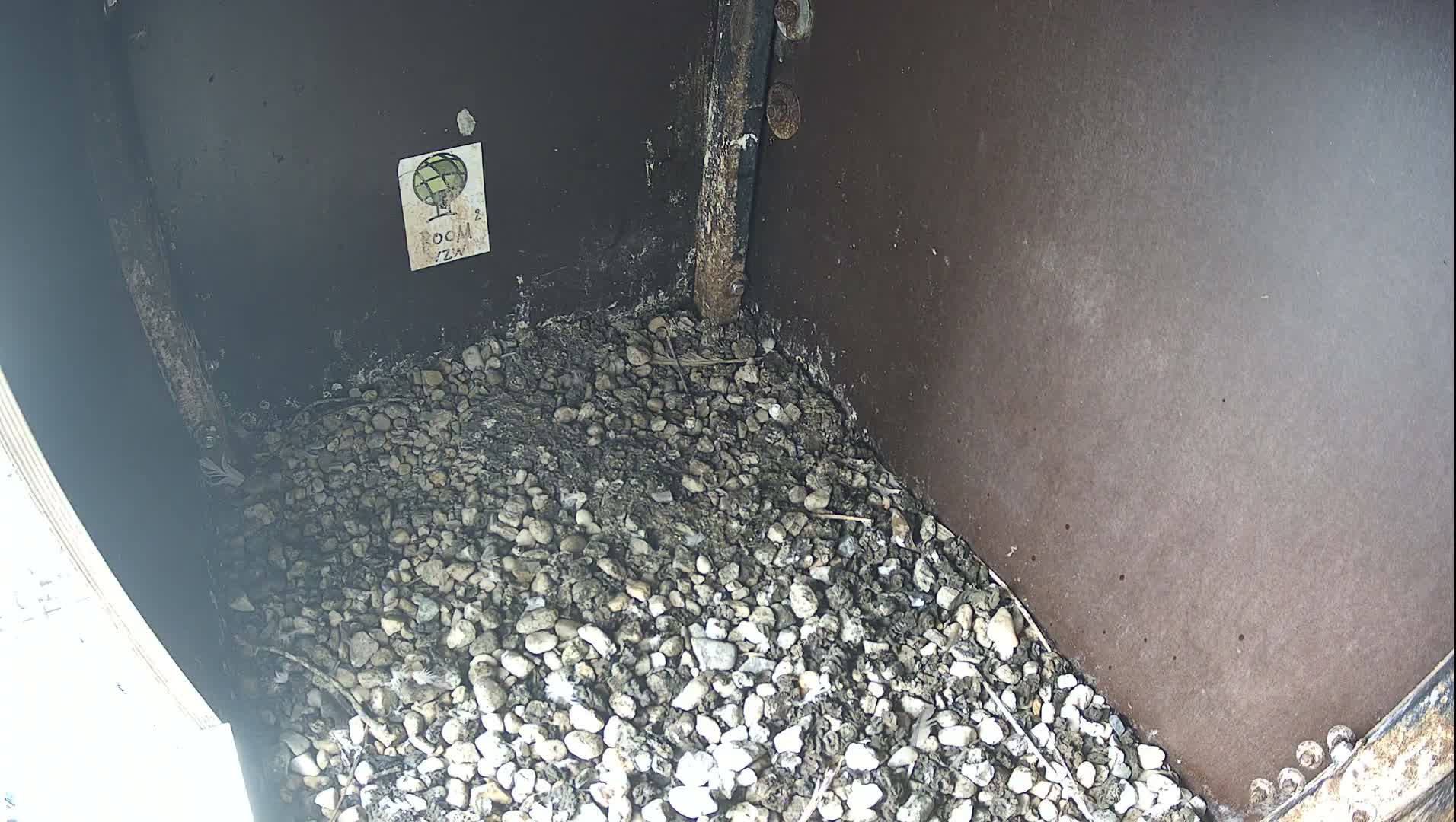 Virginie Lovelingge bouw (Virginie Loveling building) Inside Bird Nest Live Cam - Gent (Ghend-Gand), East Flanders (Flandre-Orientale), Flemish (Flamande), Belgium