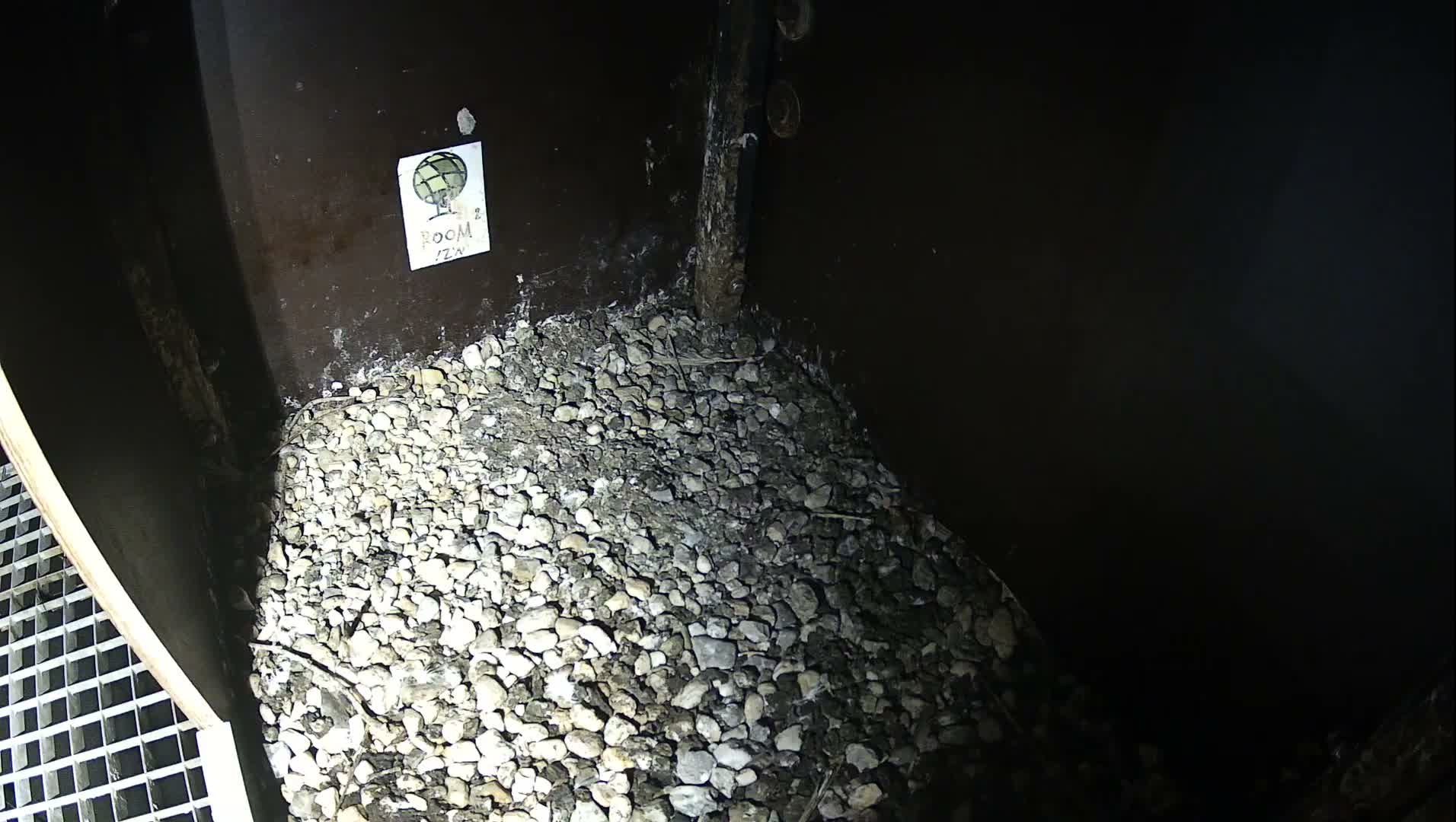 Virginie Lovelingge bouw (Virginie Loveling building) Inside Bird Nest Live Cam - Gent (Ghend-Gand), East Flanders (Flandre-Orientale), Flemish (Flamande), Belgium
